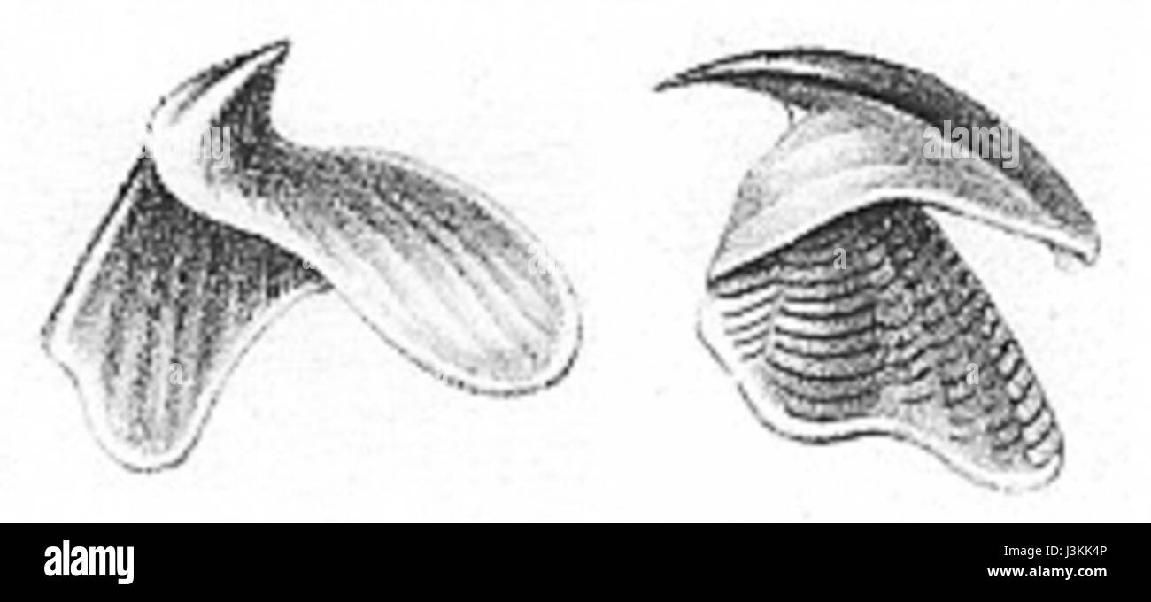 Herklots 1859 I 5 6 Sepia Officinalis Kaak Stockfoto