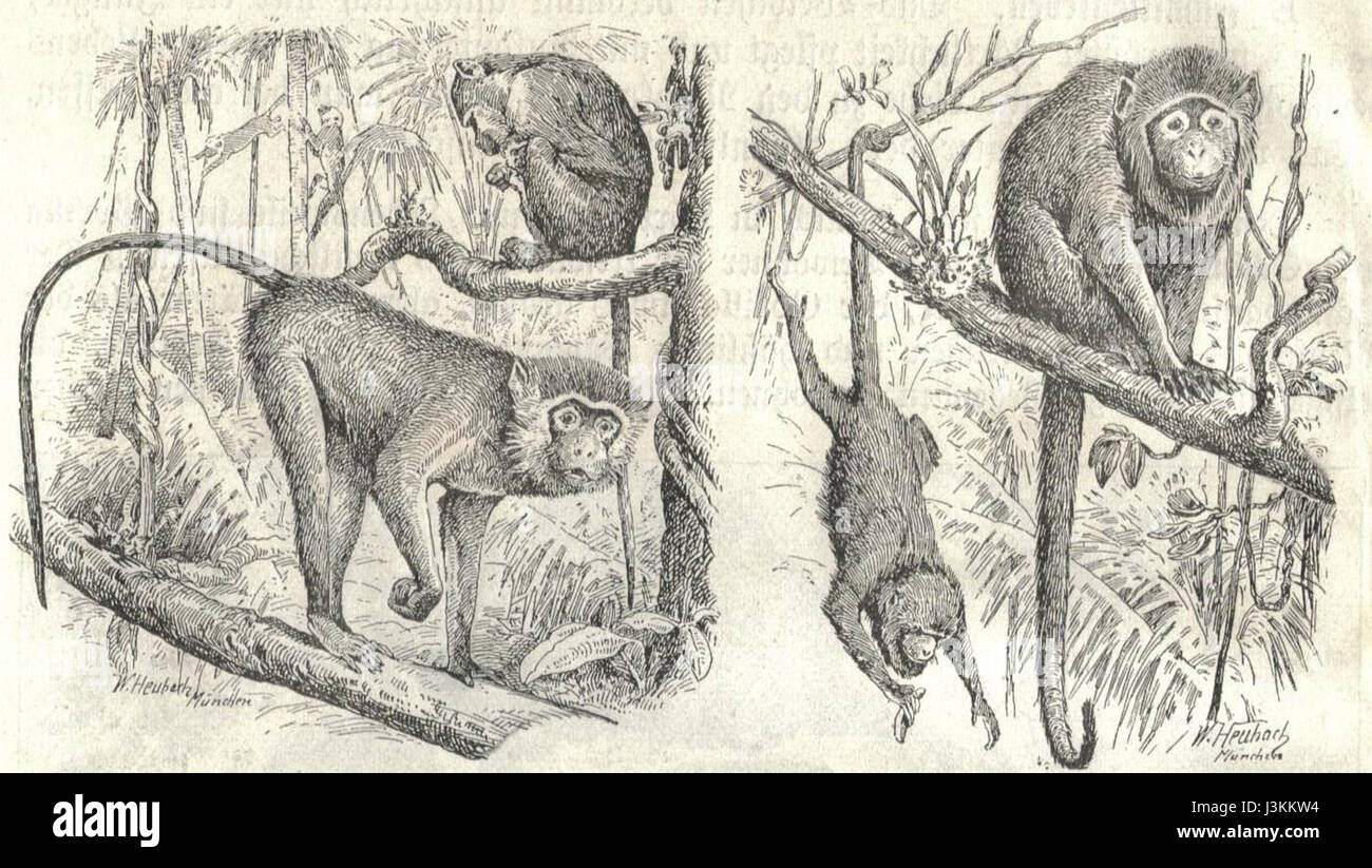Heubach Guenon und Brüllaffen sind Primatenarten, die für ihr charakteristisches Verhalten und ihre Lebensräume bekannt sind. Das Heubach-Guenon kommt in Zentralafrika vor, während der Brüllaffen in Mittel- und Südamerika beheimatet ist. Stockfoto