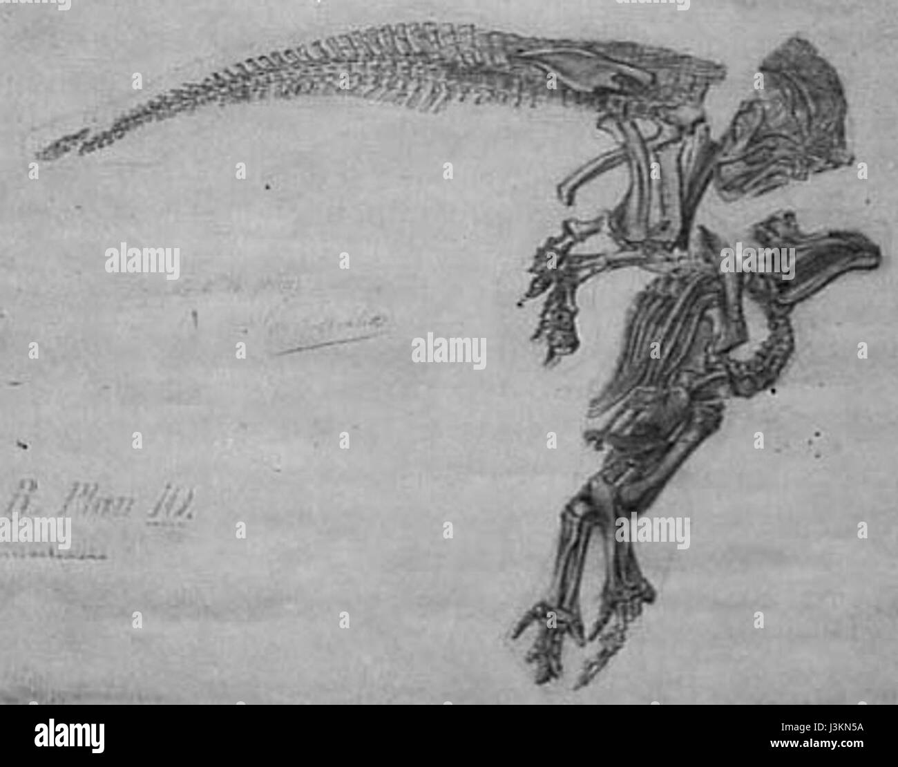 Iguanodon war ein großer pflanzenfressender Dinosaurier, der in der frühen Kreidezeit vor etwa 125 Millionen Jahren lebte. Er ist einer der ersten Dinosaurier, der wissenschaftlich beschrieben wurde und eine Schlüsselrolle bei der Entwicklung der Paläontologie spielte. Die markanten Daumenspitzen und die Haltung sind bemerkenswerte Merkmale. Stockfoto