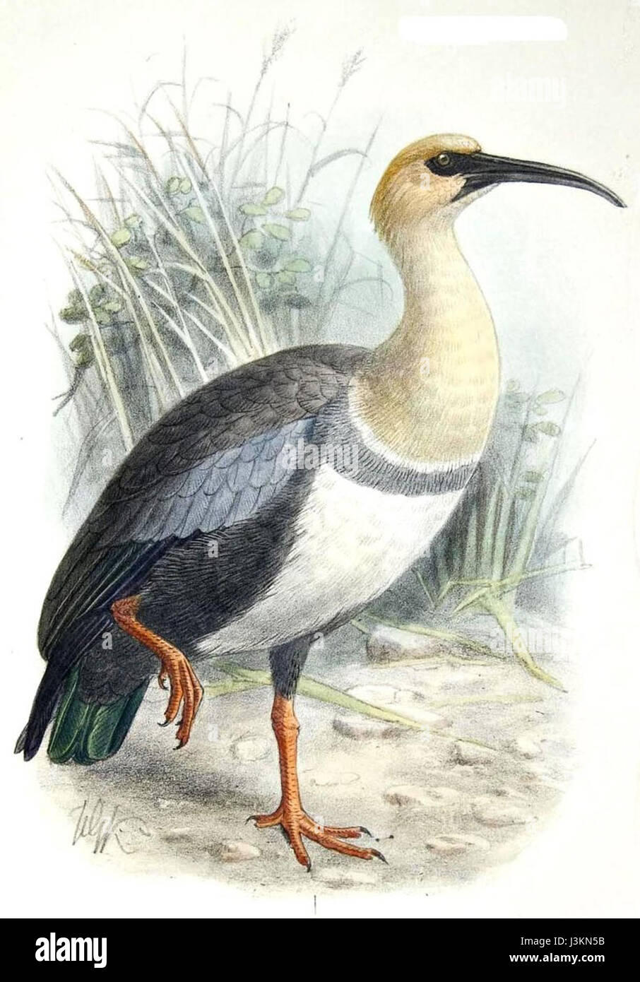 Der Ibis des Andes, auch bekannt als Anden Ibis, ist eine Vogelart, die in der Andenregion Südamerikas beheimatet ist und für ihr unverwechselbares Aussehen und ihren Lebensraum bekannt ist. Stockfoto