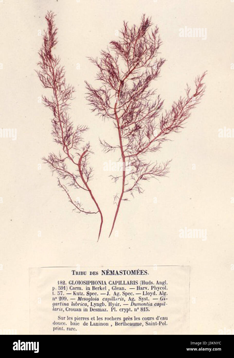 Gloiosiphonia capillaris, eine Art von Rotalgen, kommt in Meeresgebieten vor. Diese Algenart zeichnet sich durch ihre feinen, haarartigen Strukturen aus und wird für ihre Rolle in Meeresökosystemen untersucht. Stockfoto