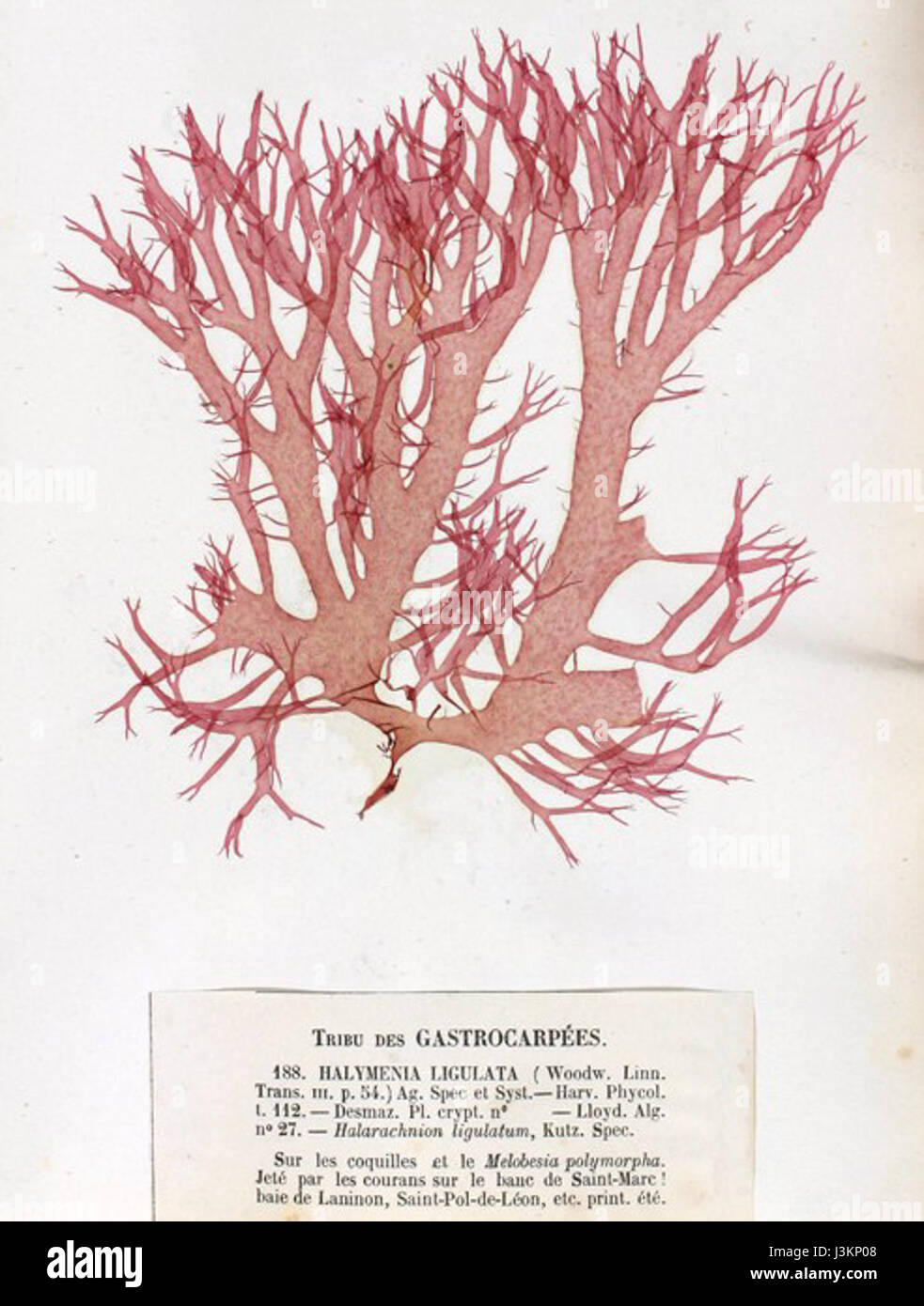 Halarachnion ligulatum, eine Art wirbelloser Meerestiere, wurde von Crouan beschrieben. Dieser Titel bezieht sich auf seine Einstufung in die Meeresbiologie und seine besonderen Merkmale. Stockfoto