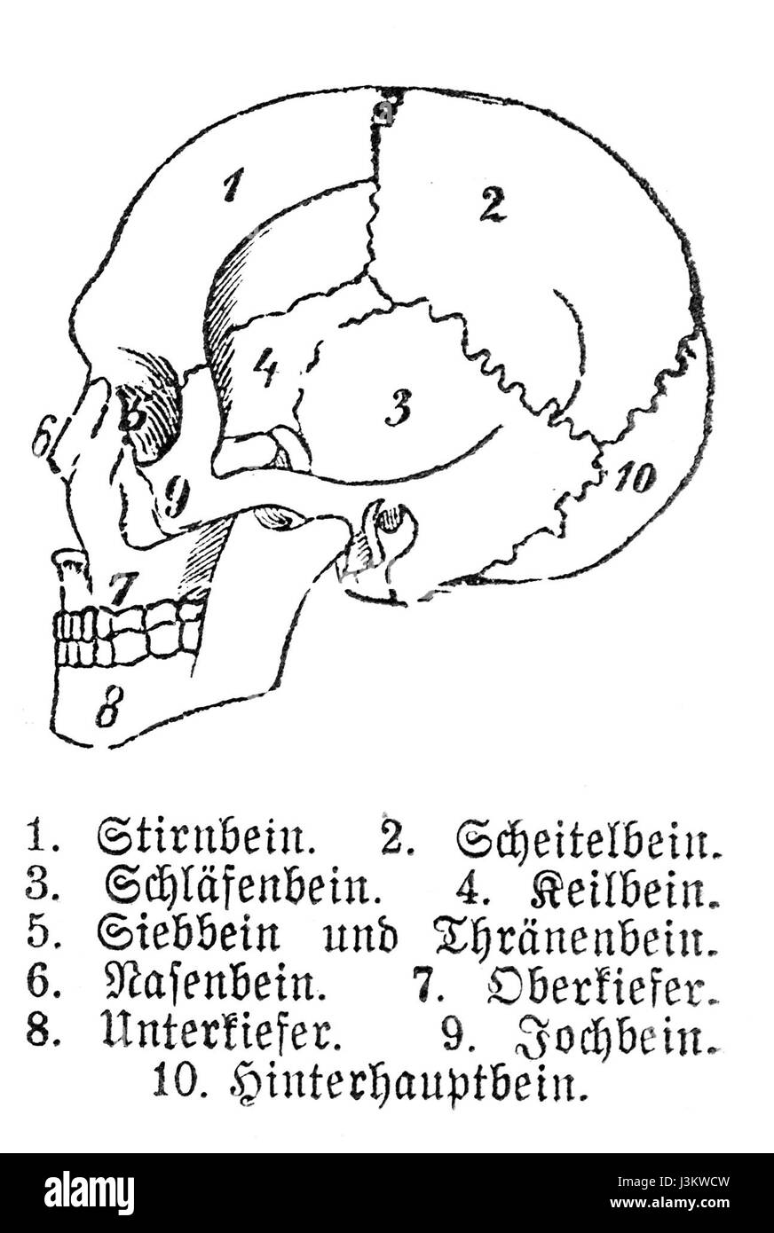 Menschlicher Schädel mit deutsche Legende Stockfoto
