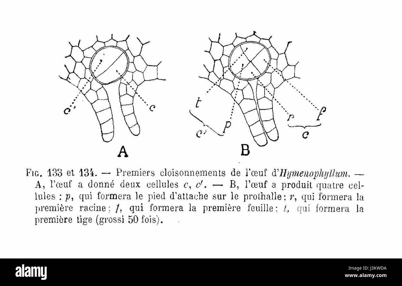 Hymenophyllum Cloisonnement de elektrische Stockfoto