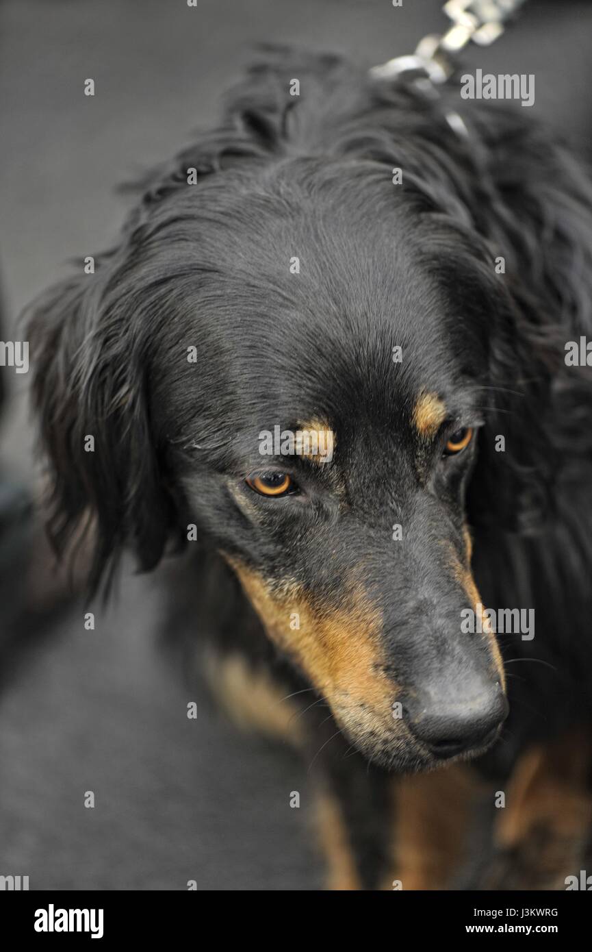 Hund-Porträt Stockfoto