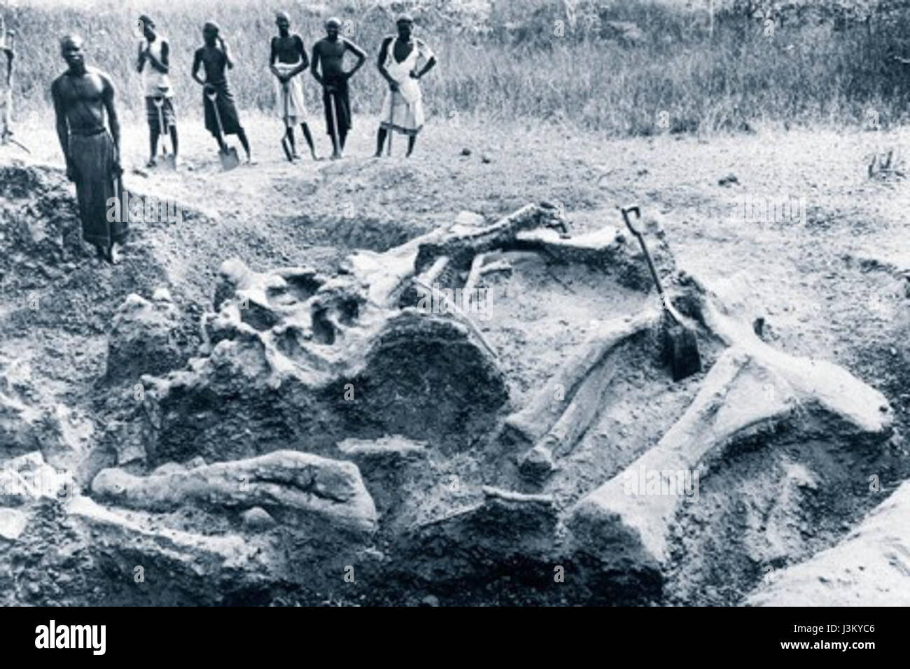 Giraffatitan Tendaguru Stockfoto