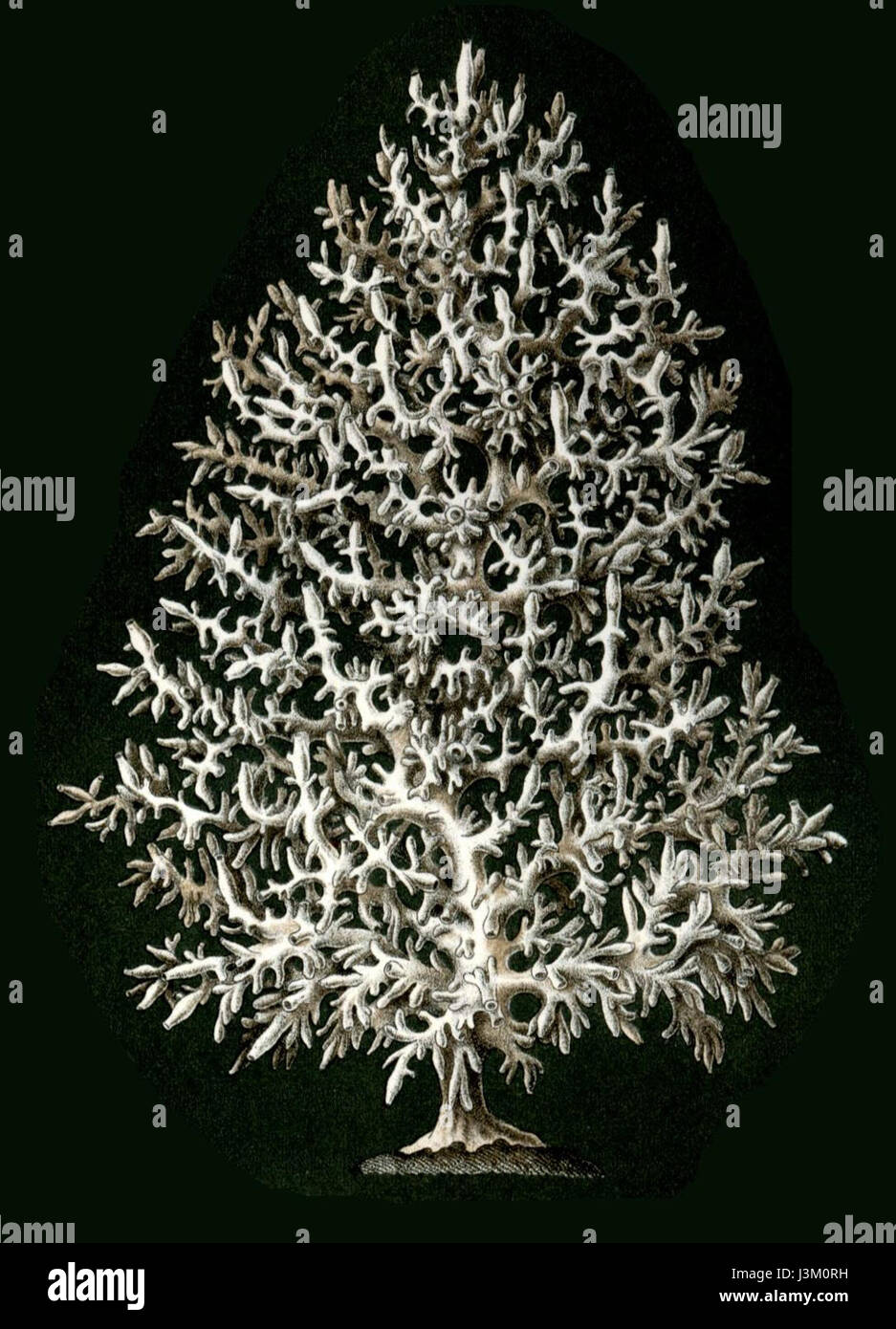 Haeckel Calcispongiae Leucosolenia complicata Stockfoto