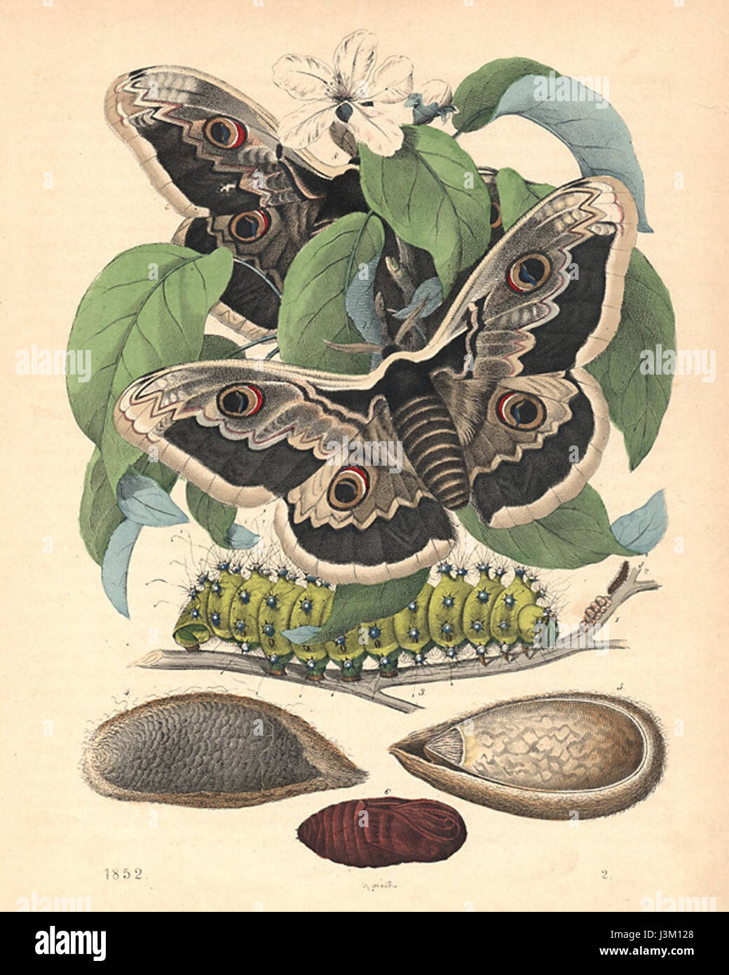 Die große Pfauenmotte (Saturnia pyri) ist eine der größten Mottenarten in Europa, bekannt für ihre auffälligen Muster und ihre große Größe. Die Flügelspannweite kann bis zu 15 cm betragen. Die markanten Markierungen der Motte sollen Raubtiere verwirren und bieten eine Form der Tarnung in ihrem natürlichen Lebensraum. Stockfoto