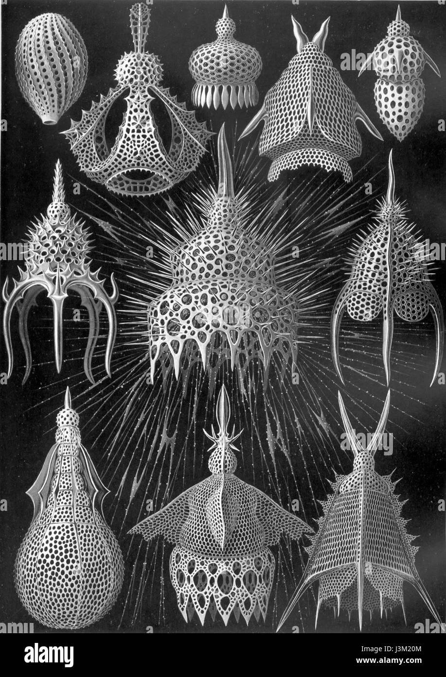 Haeckel Cyrtoidea Stockfoto