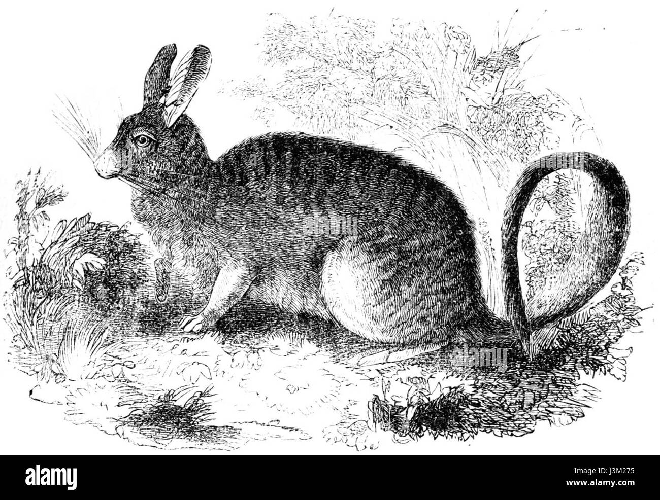 Hasenmaus Zeichnung Stockfoto
