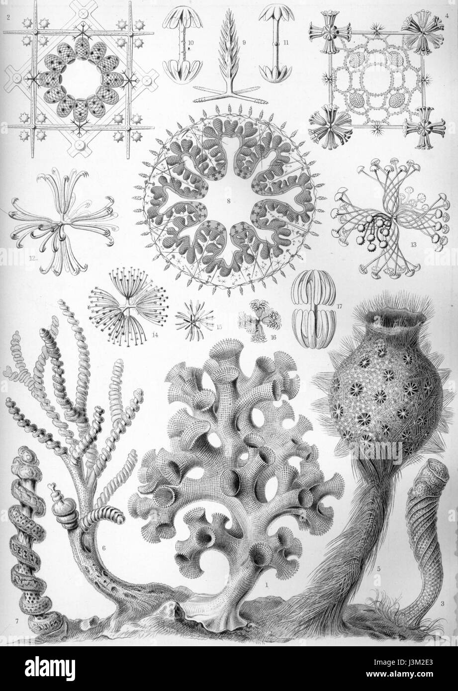Haeckel Hexactinellae Stockfoto