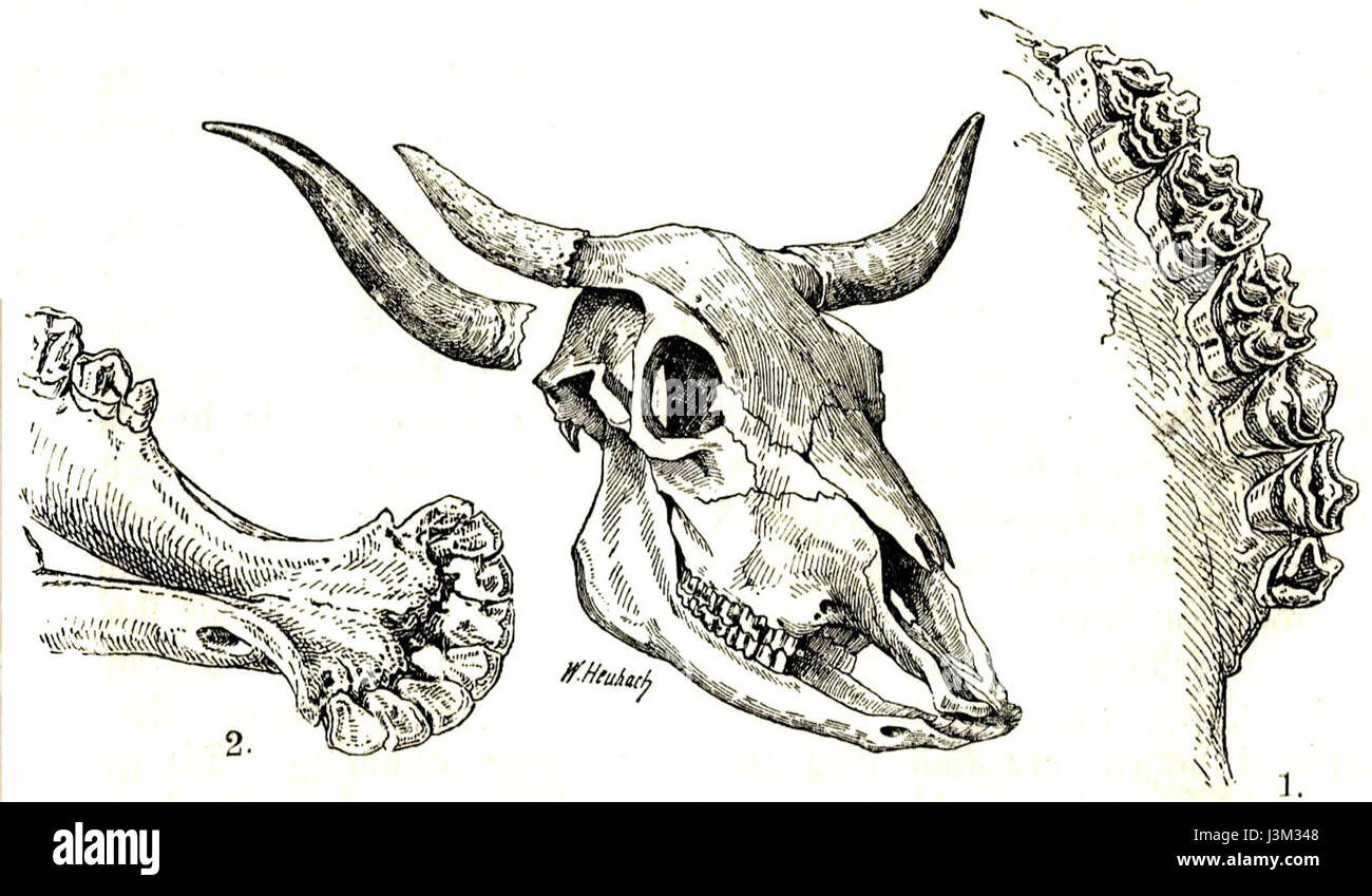 Dies bezieht sich auf ein künstlerisches Werk oder ein historisches Artefakt, das mit einem Rinderschädel zusammenhängt und wahrscheinlich von der Firma Heubach produziert wurde. Heubach war bekannt für seine Porzellanfiguren und Skulpturen, die Tiermodelle und Darstellungen beinhalteten. Stockfoto