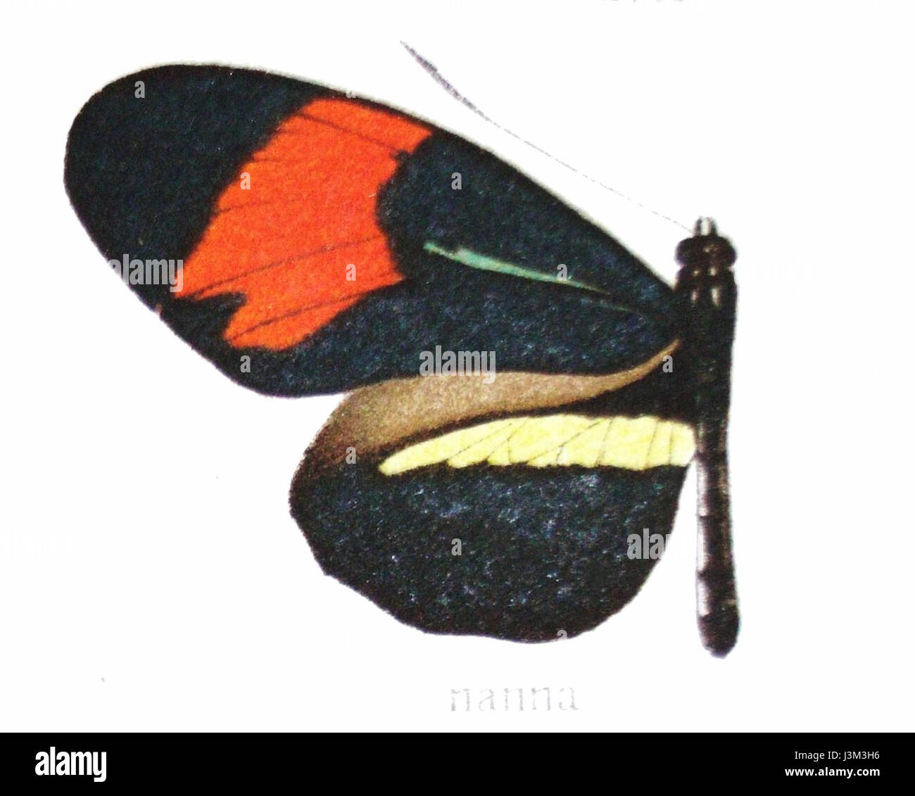 Heliconius melpomene anna ist eine Unterart des roten Passionsblumenschmetterlings, bekannt für seine markanten roten und schwarzen Flügel. Sie kommt vor allem in Mittel- und Südamerika vor und trägt zur Artenvielfalt der Region bei. Stockfoto