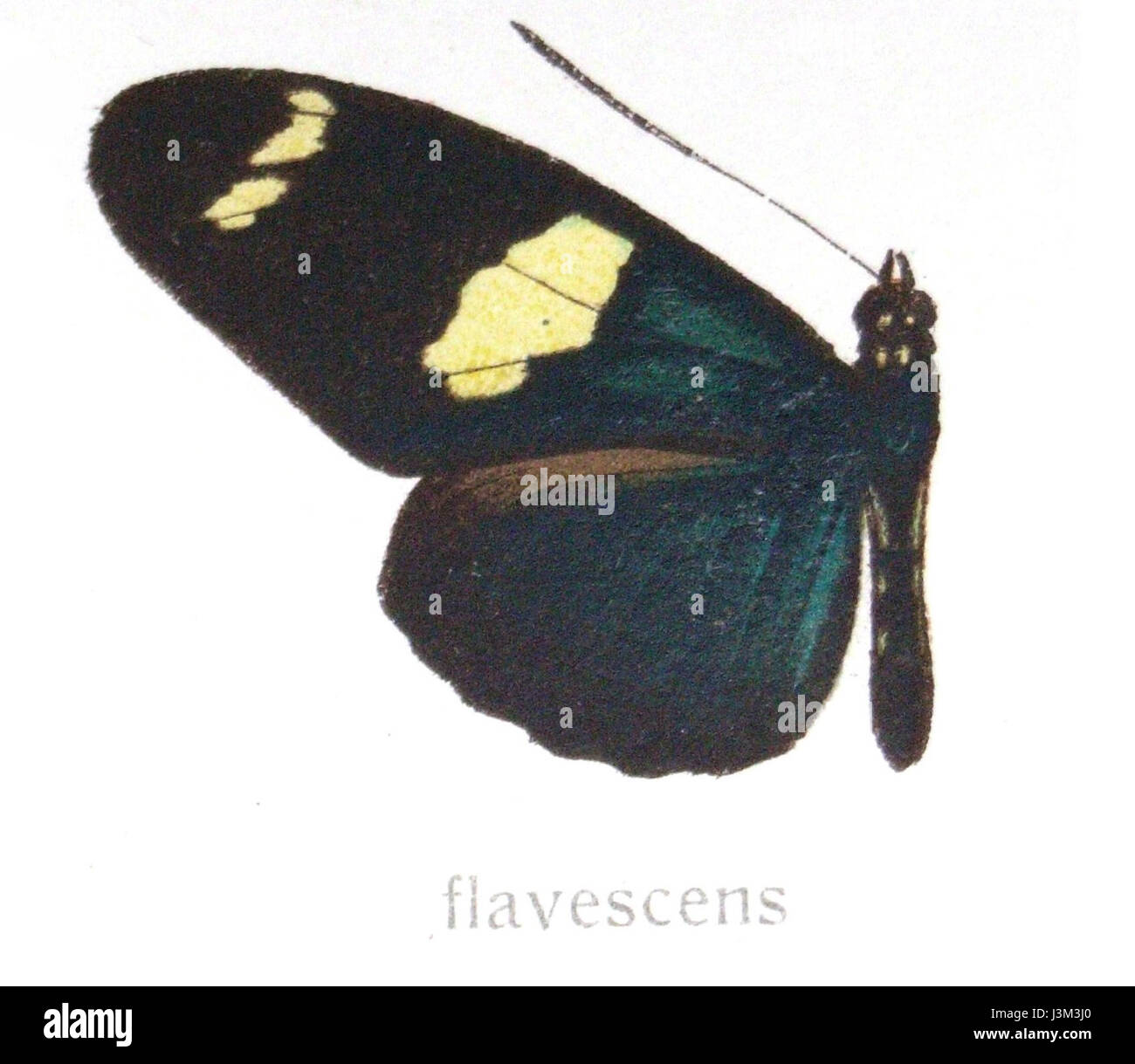 Heliconiuswallaceiflavescens Stockfoto