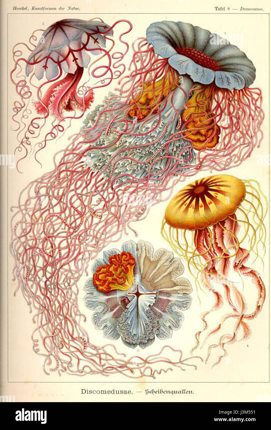 Haeckel Discomedusae Stockfoto