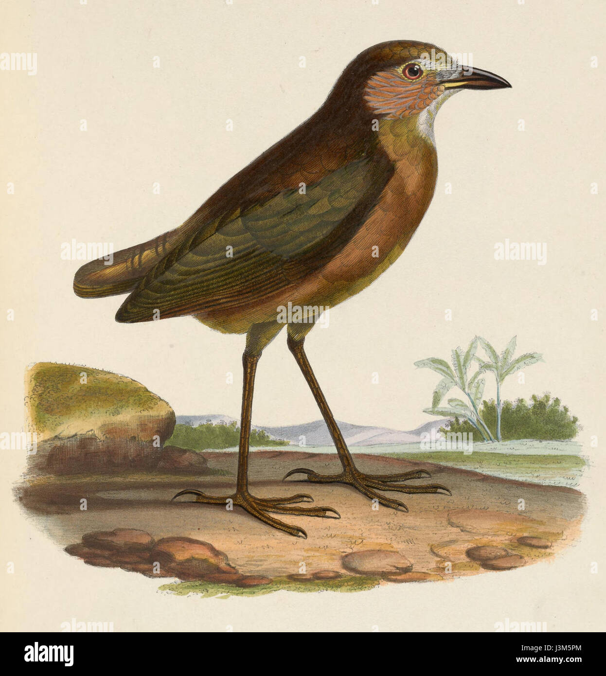 Grallaria Quitensis 1849 Stockfoto