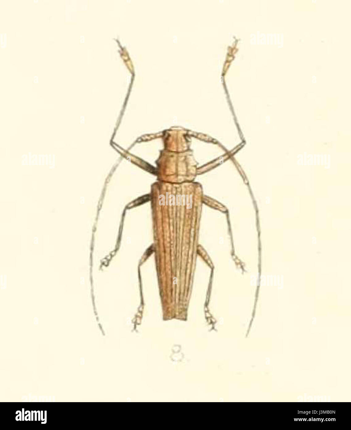 Homonoea uniformis ist eine Pflanzenart, möglicherweise aus der Familie der Acanthaceae. Das Bild zeigt wahrscheinlich diese Pflanze, die 1894 identifiziert wurde und ihre botanischen Eigenschaften wie Blattstruktur, Blüten und Habitat zeigt. Stockfoto