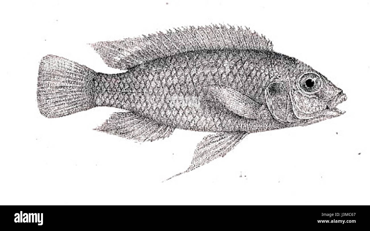 Gephyrochromis Stockfoto