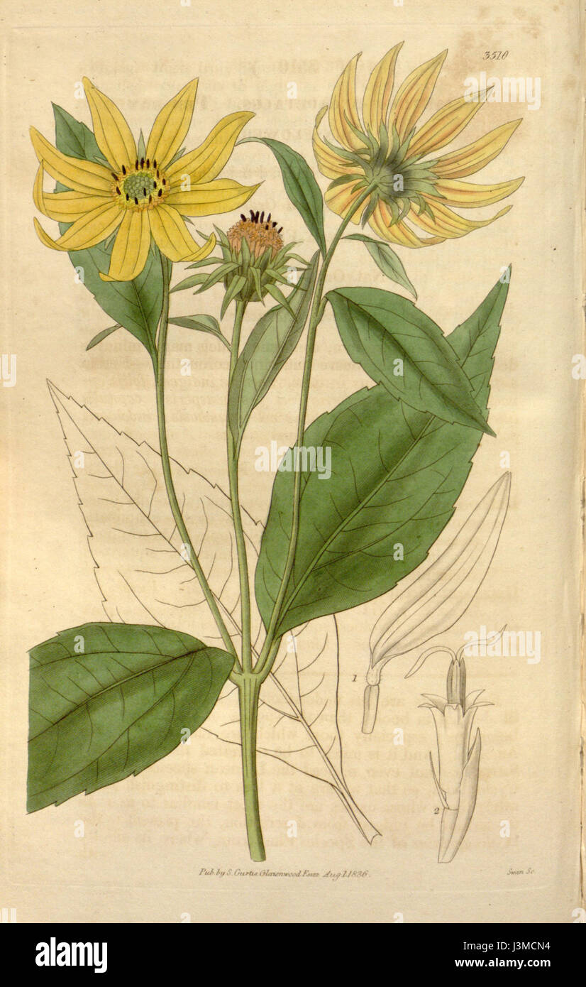 Helianthus decapetalus Stockfoto