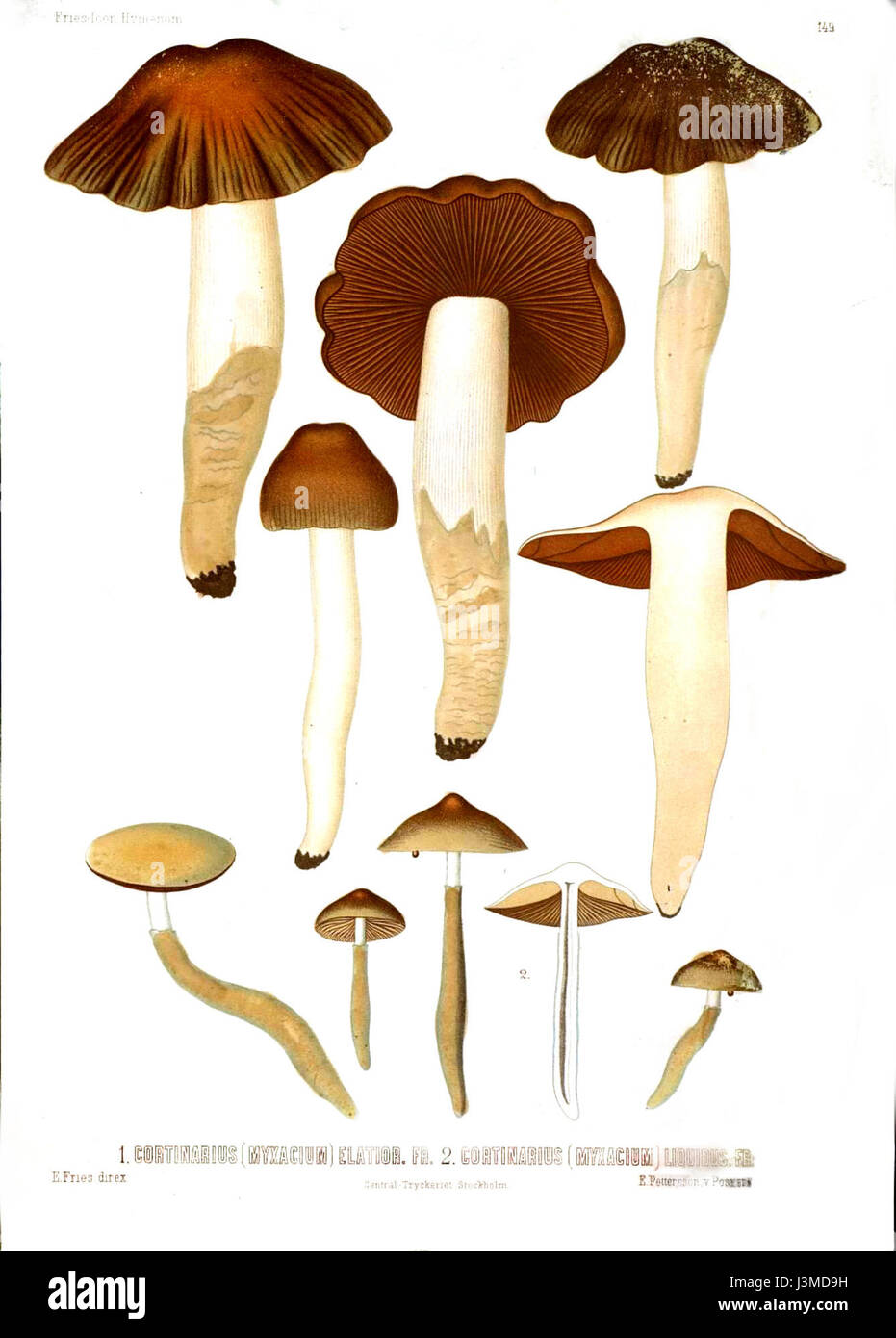 Faltumschlag Selectae Hymenomycetum Registerkarte 149 Stockfoto