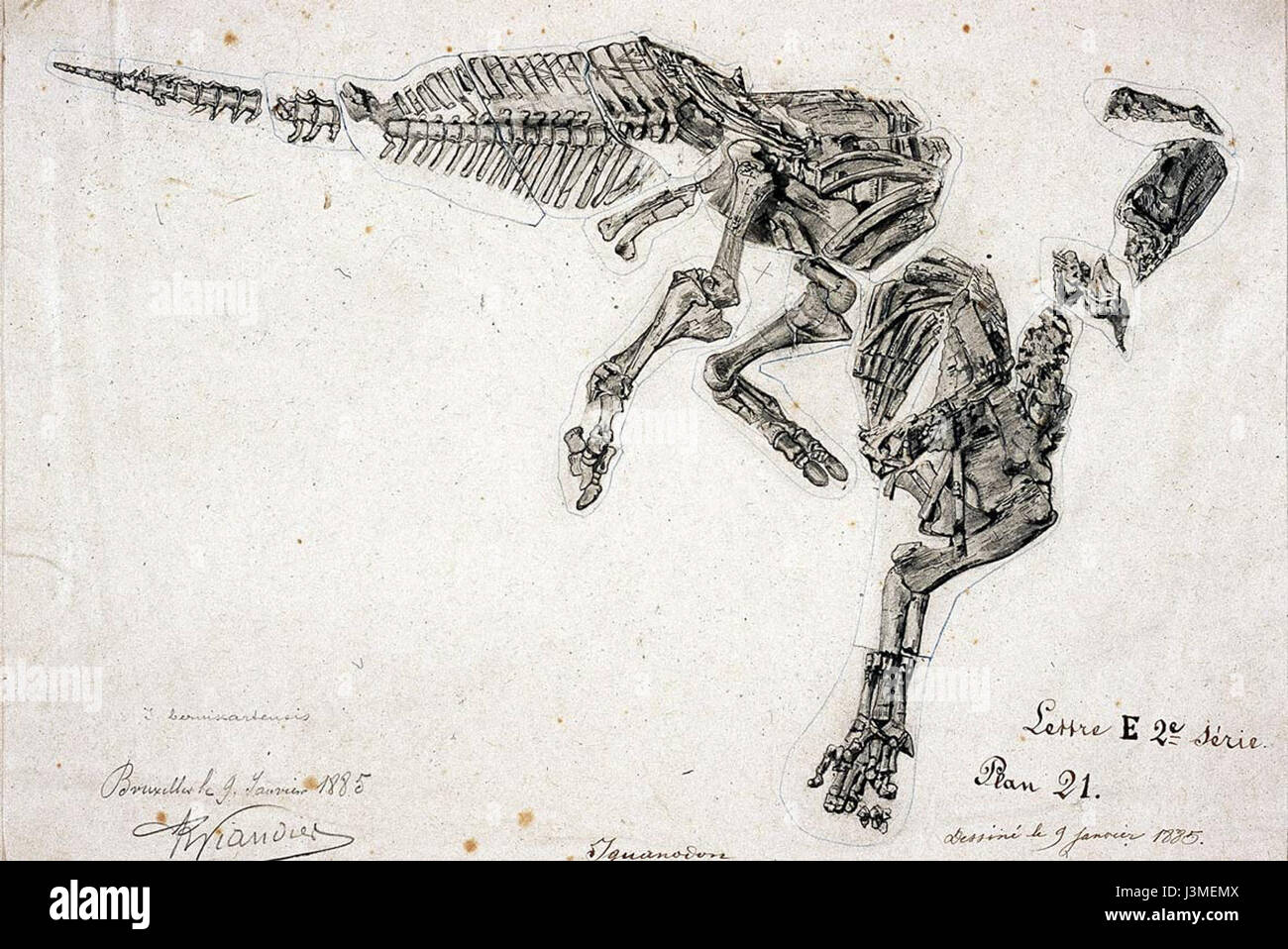 Gustave Lavalette; 9 Januari 1885; Iguanodon bernissartensis Stockfoto