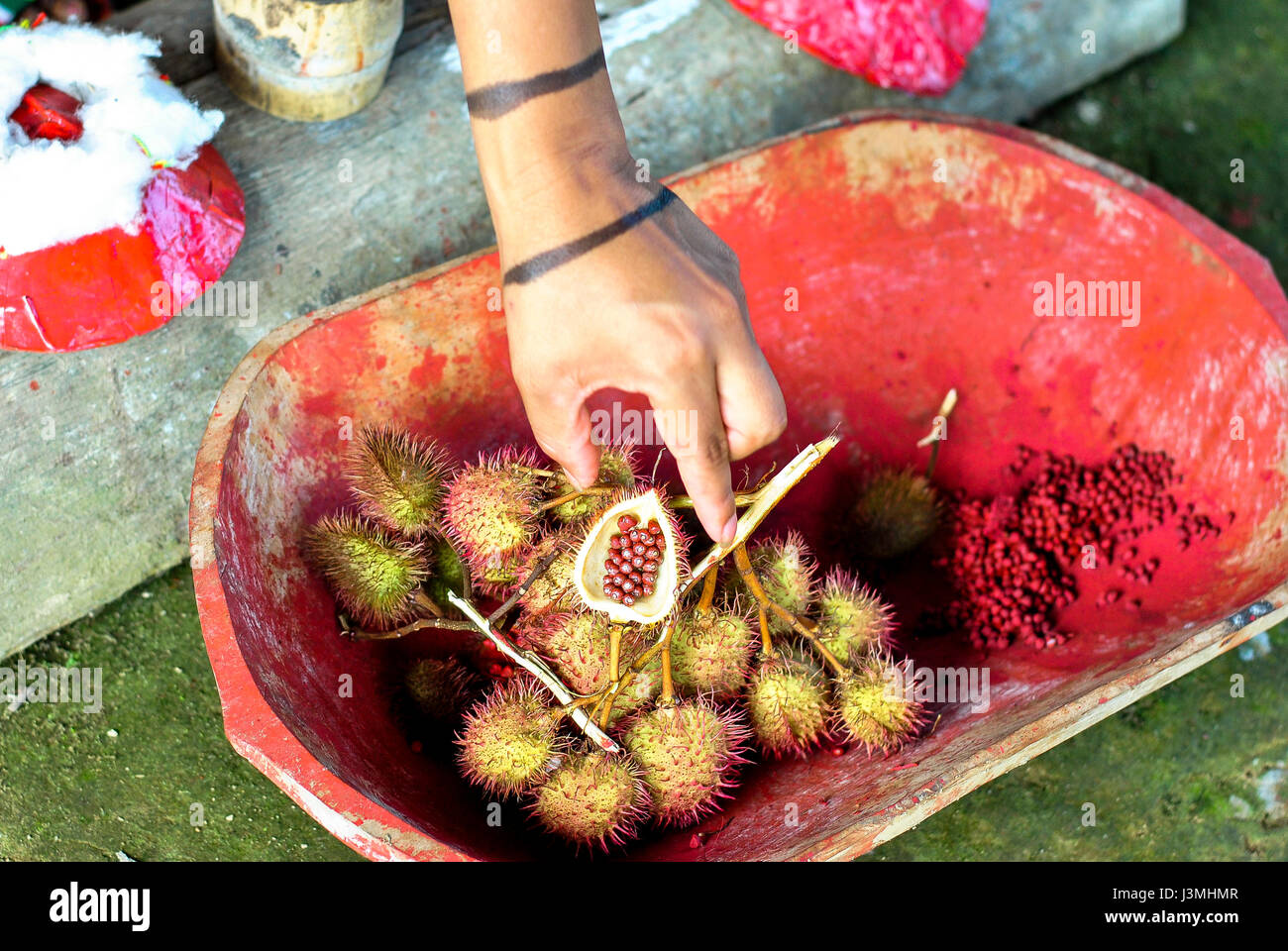 Zeigt die Annatto, die eine Orange-rote Würze ist abgeleitet aus den Samen des Baumes Achiote (Bixa Orellana), für die Tsáchila Gemeinschaft es transpa Stockfoto