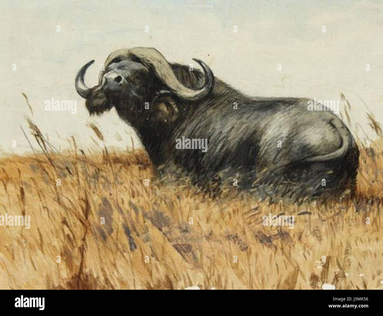 Grande Bufalo Nero Africano Stockfoto