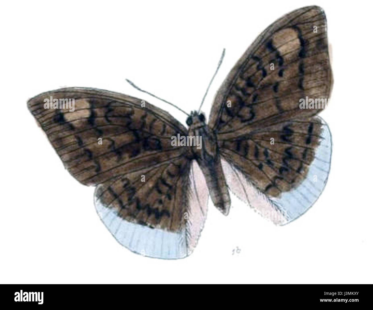 HarambaSedeva223 1 b Stockfoto