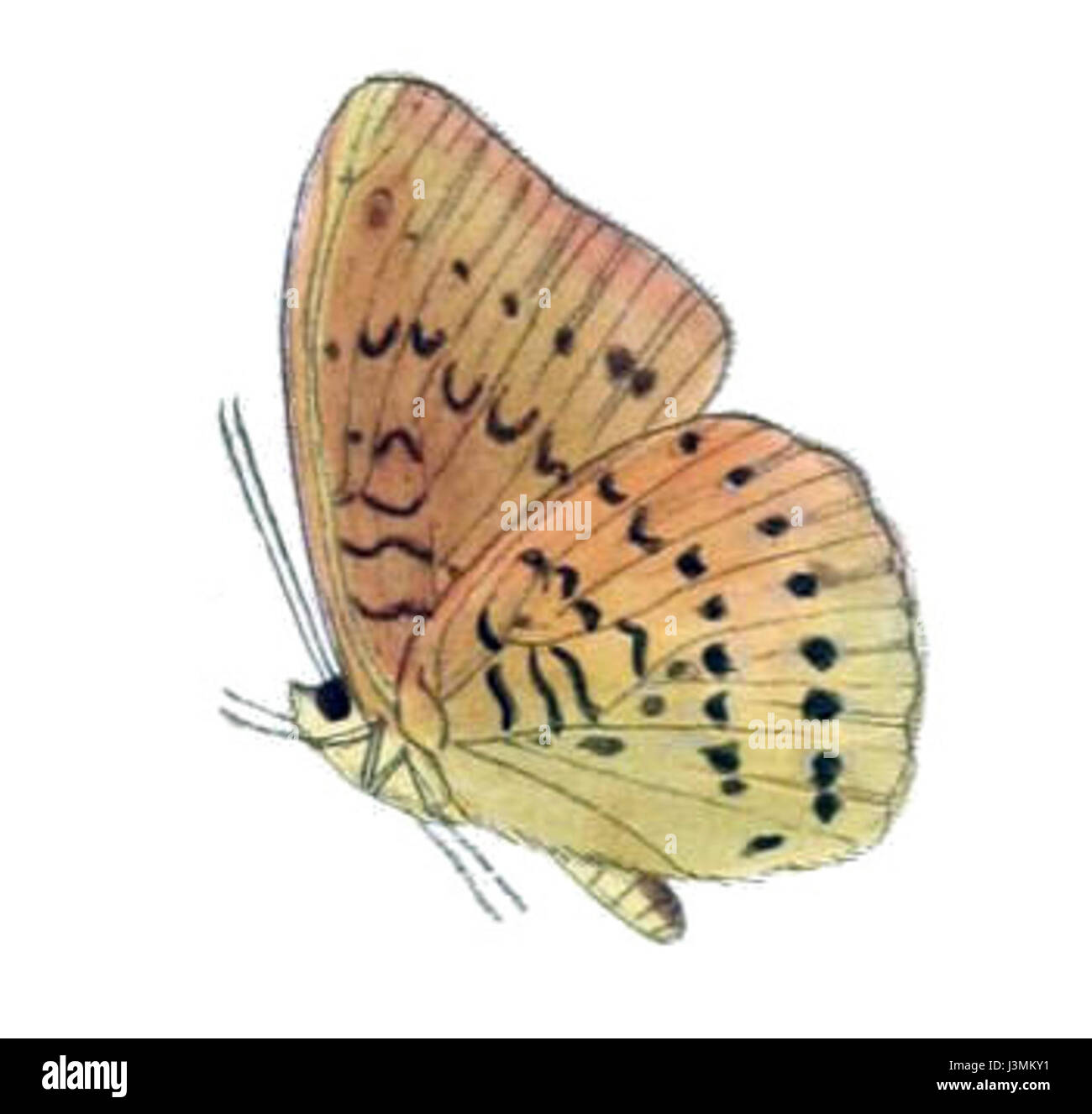 HarambaAdima222 1a Stockfoto