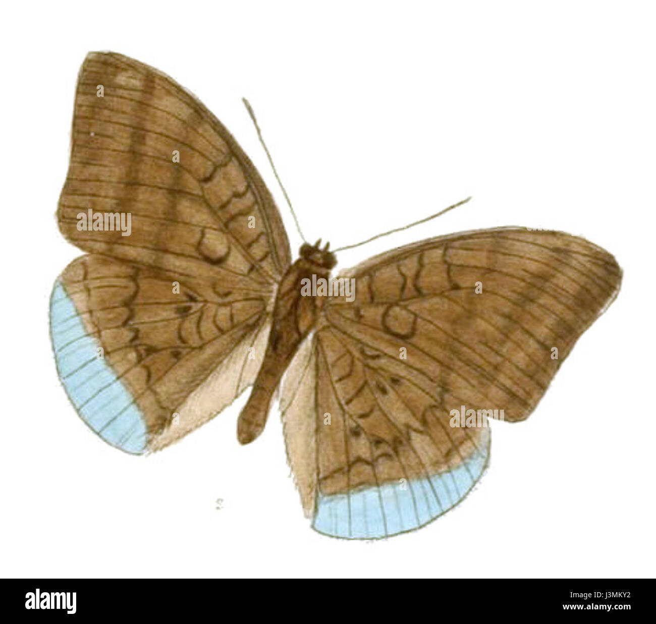 Dieses Werk mit dem Titel *Haramba Appiades* kann sich auf einen Text oder ein Werk beziehen, das sich auf regionale Geschichte oder kulturelle Traditionen bezieht, obwohl sein spezifischer Kontext unklar ist. Stockfoto