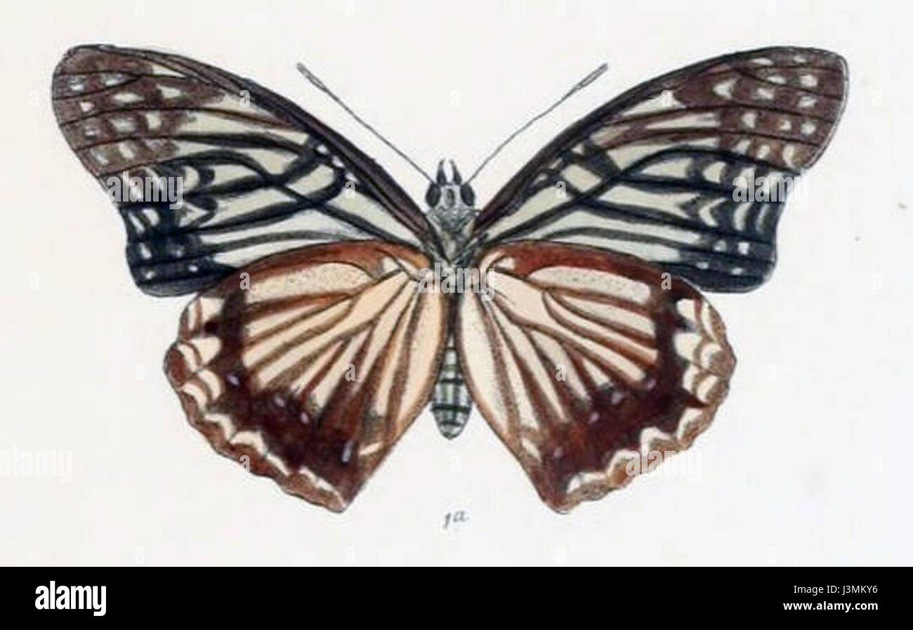 HestinaNama200 1a Stockfoto