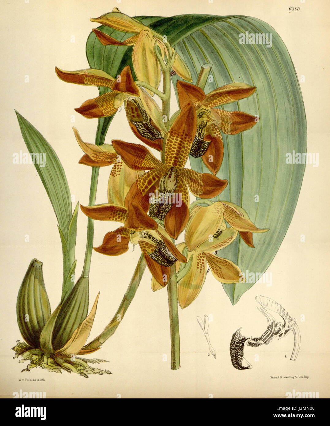 Eine Illustration der Houlletia odoratissima Orchidee, früher bekannt als Houlletia picta, aus dem „Curtis“ Botanical Magazine, die die besonderen floralen Merkmale dieser Art im Jahr 1877 zeigt. Stockfoto