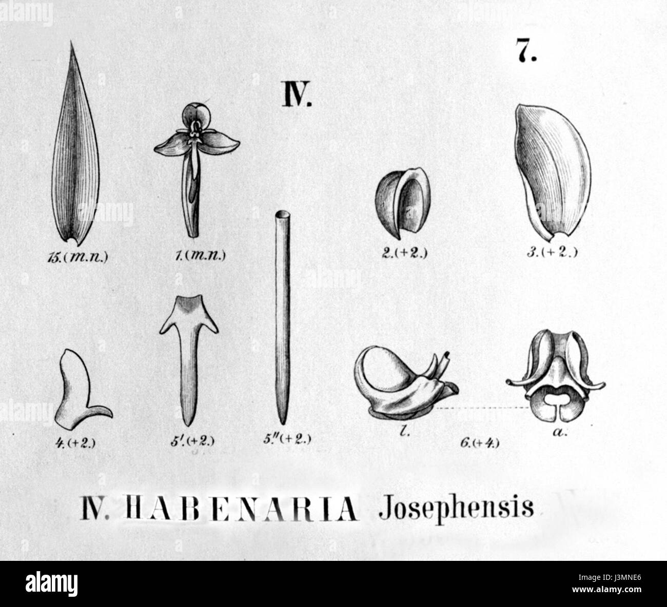 Diese botanische Illustration zeigt Habenaria josephensis, eine Orchideenart, wie sie in Flora brasiliensis, Band 3, Platte 4, Abbildung IV gezeigt wird. Sie wurde in das botanische Werk von Carl Friedrich Philipp von Martius aufgenommen. Stockfoto