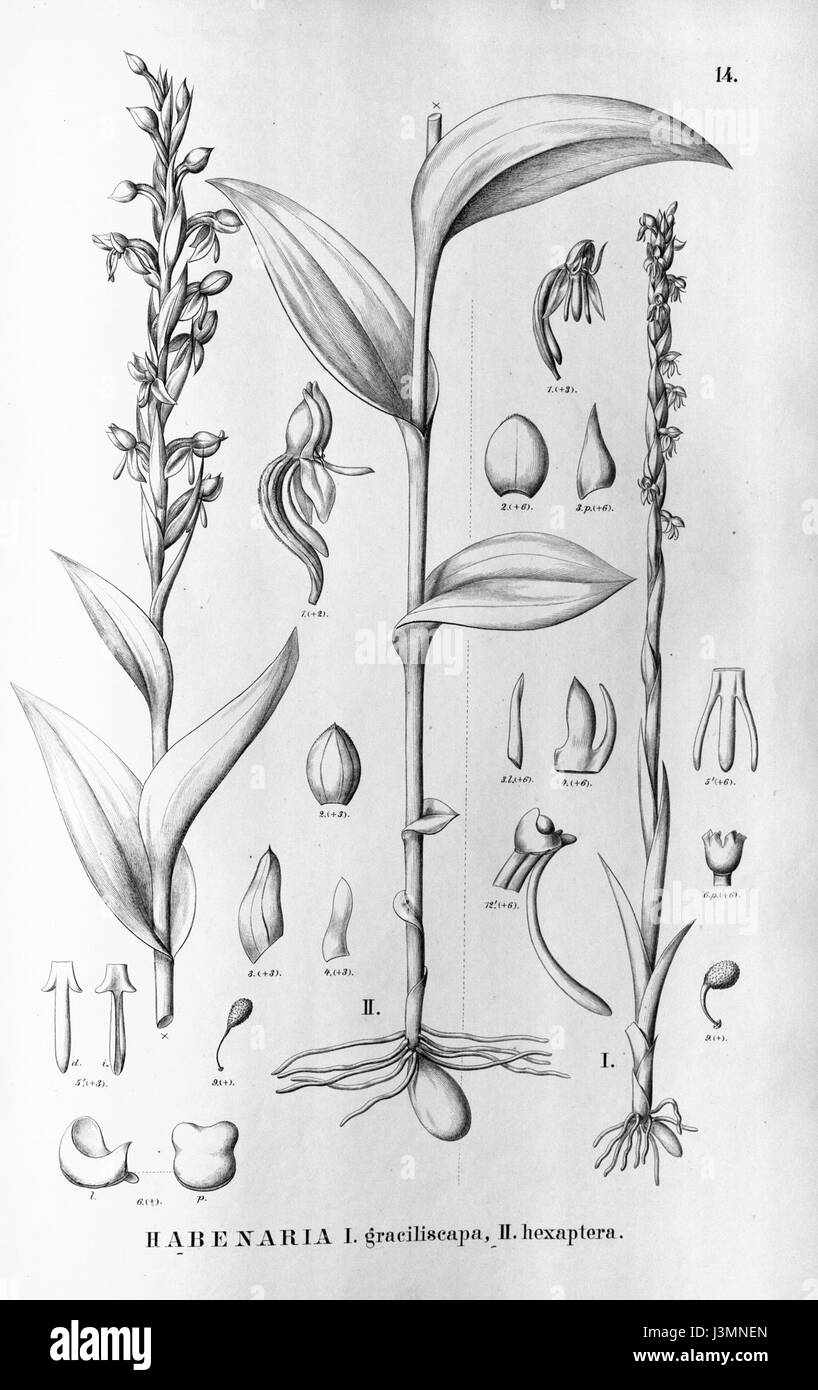 Habenaria graciliscapa und Habenaria hexaptera sind Orchideenarten in Brasilien. Diese botanische Aufzeichnung der Flora brasiliensis enthält detaillierte Beschreibungen ihres Aussehens und ihres Lebensraums in der Flora der Region. Stockfoto