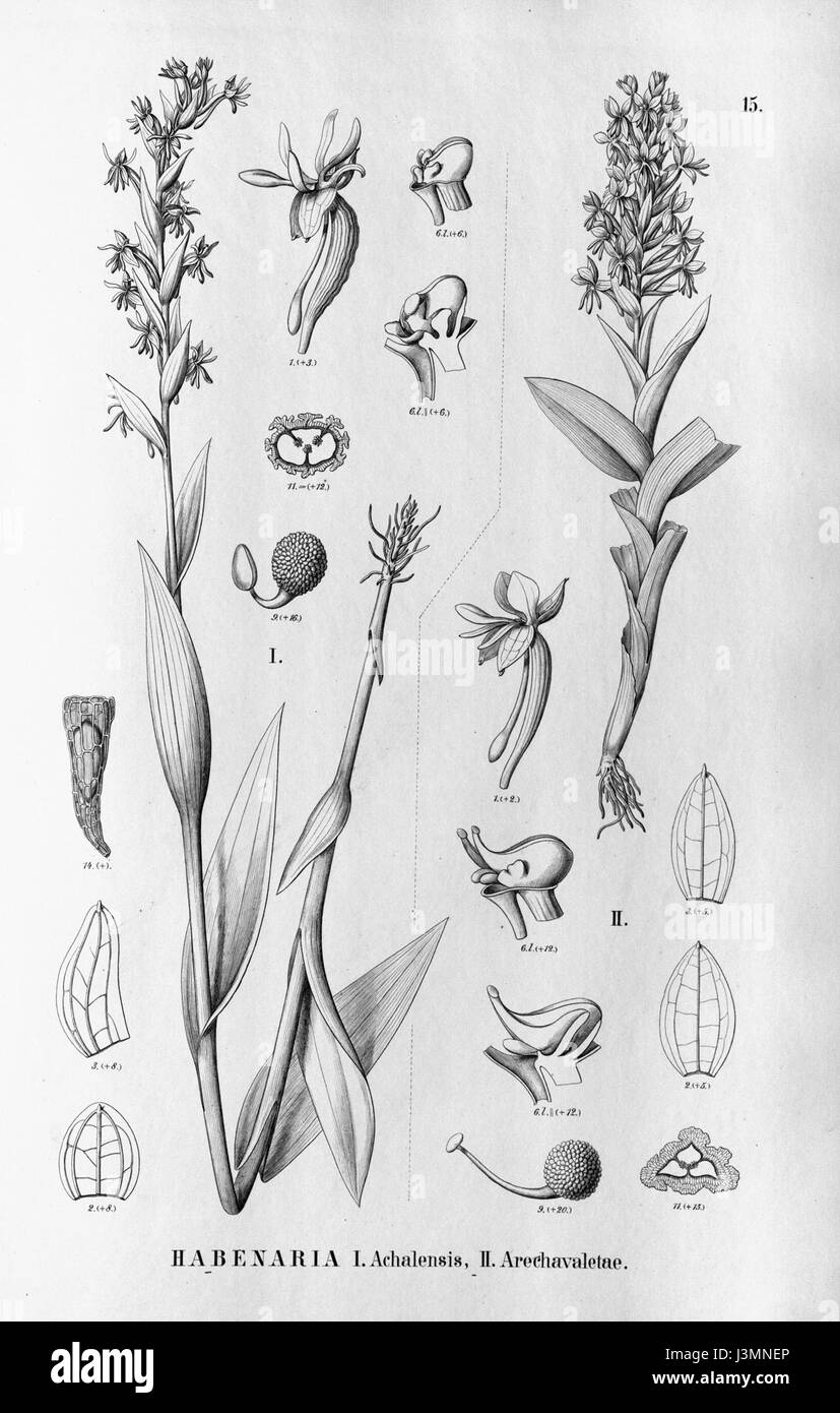 Dieser Eintrag bezieht sich auf verschiedene Orchideenarten der Gattung Habenaria, die in der Flora brasiliensis beschrieben werden und deren botanische Klassifizierung und regionale Bedeutung hervorheben. Stockfoto