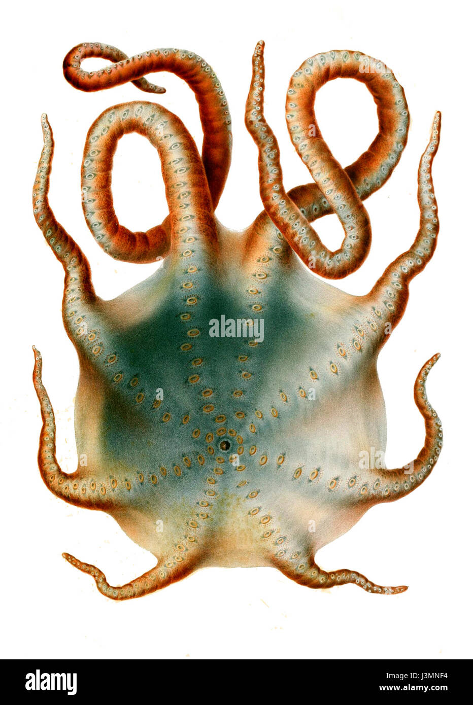 Haliphron atlanticus, auch bekannt als Bigfin Reef Squid, ist eine Art von Tintenfisch, der in tiefen Gewässern vorkommt. Es ist bekannt für seine große Größe und sein einzigartiges Aussehen. Stockfoto