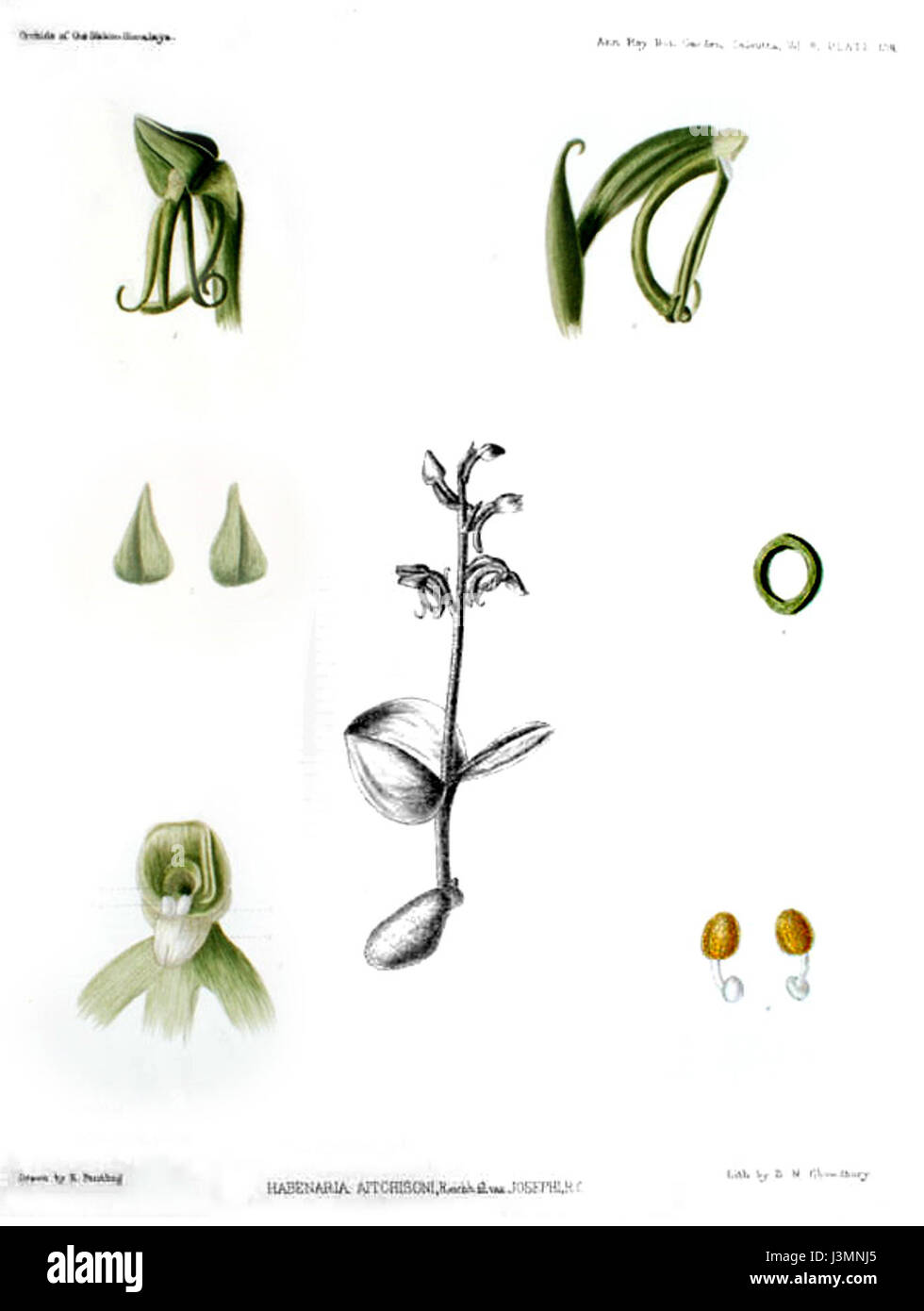 Das Bild bezieht sich auf eine Platte aus dem botanischen Werk „die Orchideen des Sikkim Himalaya“ aus dem Jahr 1898, auf der die Art Habenaria diphylla (früher als Habenaria aitchisonii var. Josephi). Diese Orchidee ist in der Region beheimatet und bekannt für ihr unverwechselbares Aussehen. Stockfoto
