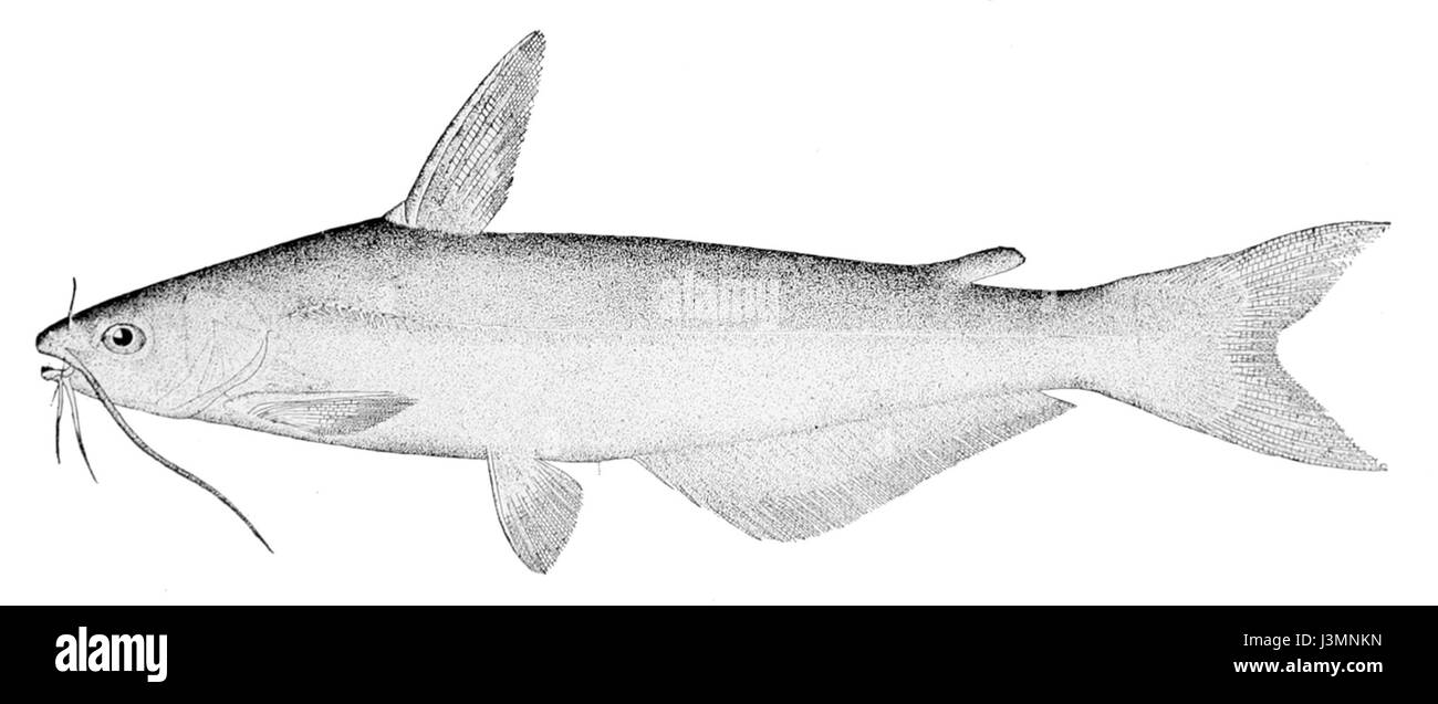 Ictalurus furcatus, auch bekannt als der Blaue Wels, ist eine große Süßwasserfischart, die hauptsächlich in nordamerikanischen Flüssen und Seen vorkommt. Er ist bekannt für seine Größe und seine bedeutende ökologische Rolle. Stockfoto