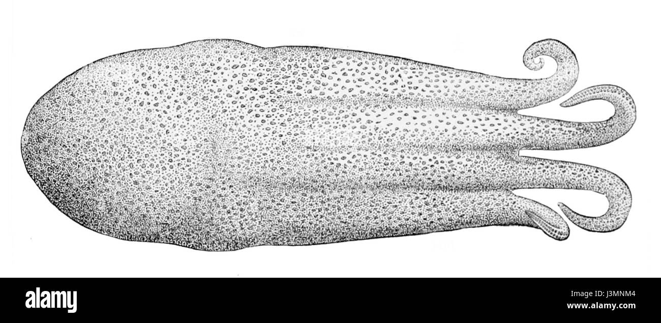 Haliphron atlanticus, auch bekannt als Atlantischer Purpurkraken, ist eine Art von Tiefseektopus, die im Atlantik vorkommt. Sie ist bekannt für ihre unverwechselbare Farbe und Größe, was sie zu einer der größten Tintenfischarten im Ozean macht. Stockfoto