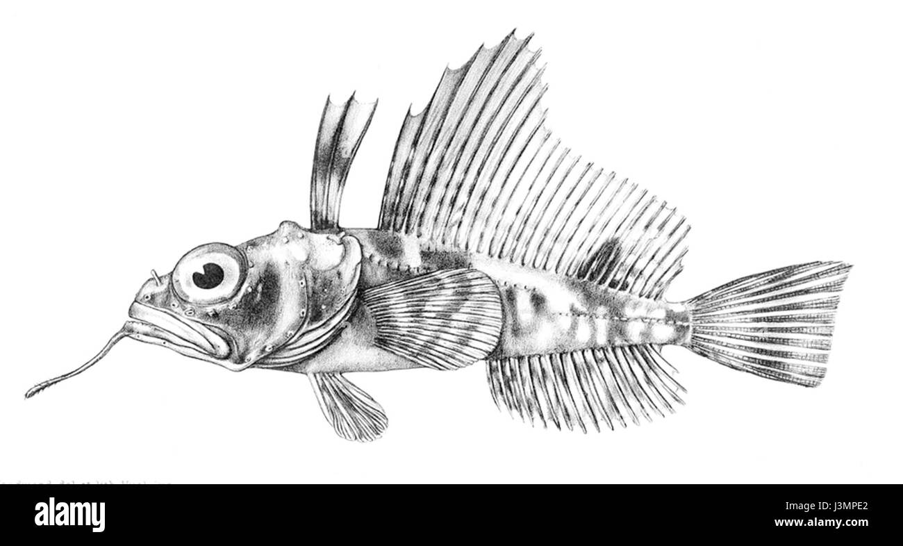 Histiodraco velifer Stockfoto