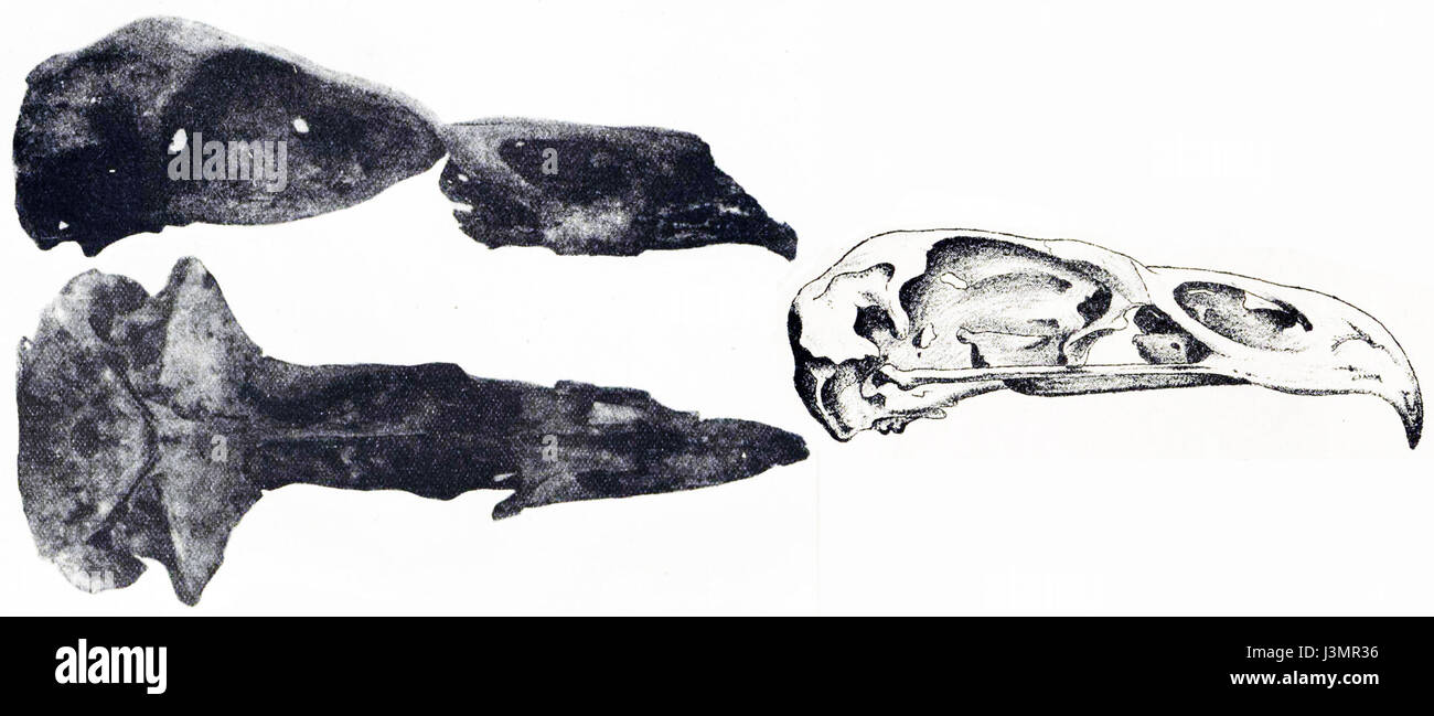 Der Harpagornis moorei Schädel, der zum ausgestorbenen Haastadler gehört, ist ein bedeutender paläontologischer Fund. Diese Adlerart, einst in Neuseeland beheimatet, war einer der größten Raubvögel und jagte große Säugetiere. Der Schädel bleibt ein entscheidender Teil für das Verständnis seiner Größe und seines räuberischen Verhaltens. Stockfoto