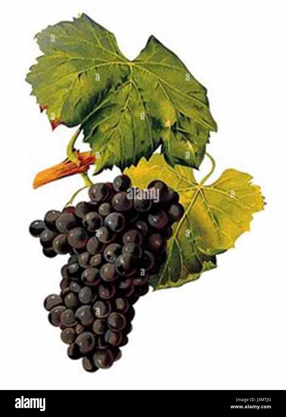 Grenache-N Stockfoto