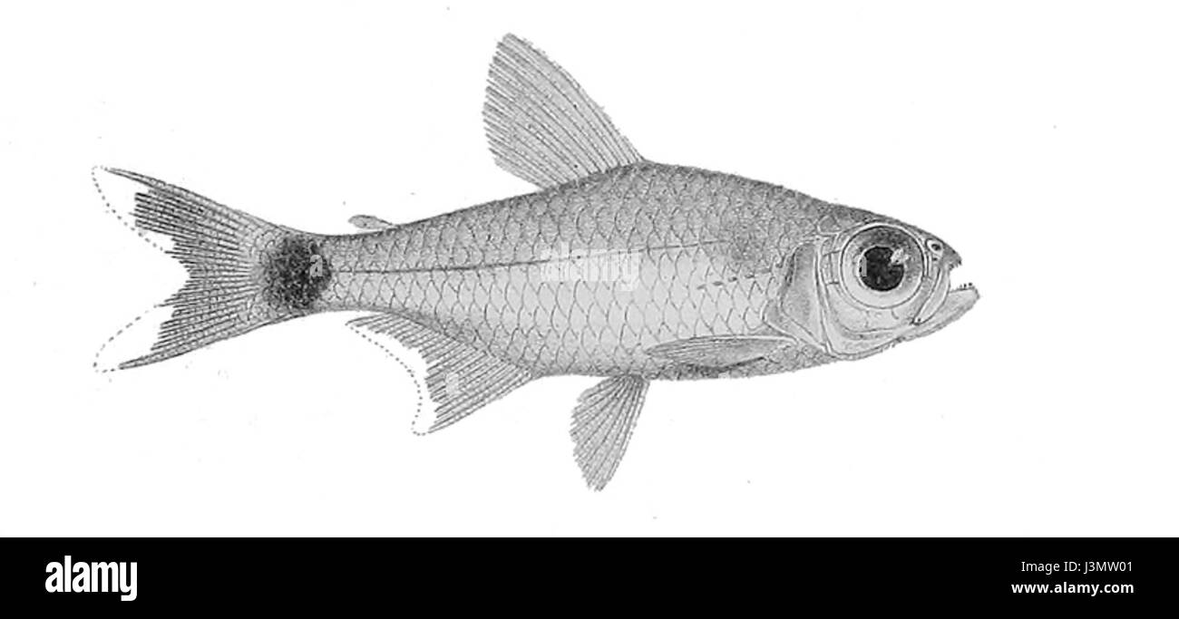 Hemigrammus schmardae ist eine Fischart aus der Familie der Characidae, die häufig in Südamerika vorkommt. Diese Art ist für ihr auffälliges Aussehen bekannt und findet sich häufig in Süßwasserhabitaten. Stockfoto