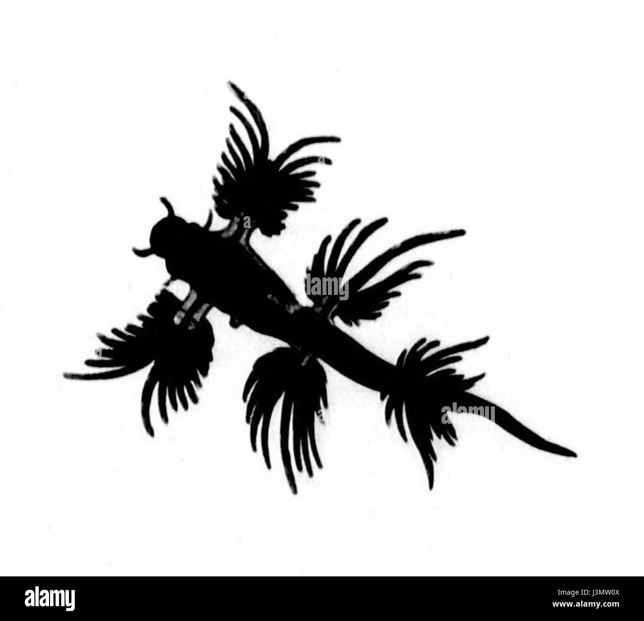 Glaucus pacificus, auch bekannt als Blaue Meeresschnecke oder Blauer Glaucus, ist eine Art von Meeresschnecken, die in tropischen und subtropischen Gewässern vorkommt. Sein markantes blaues Aussehen und seine einzigartigen Eigenschaften machen ihn zu einem bemerkenswerten Thema in der Meeresbiologie. Stockfoto