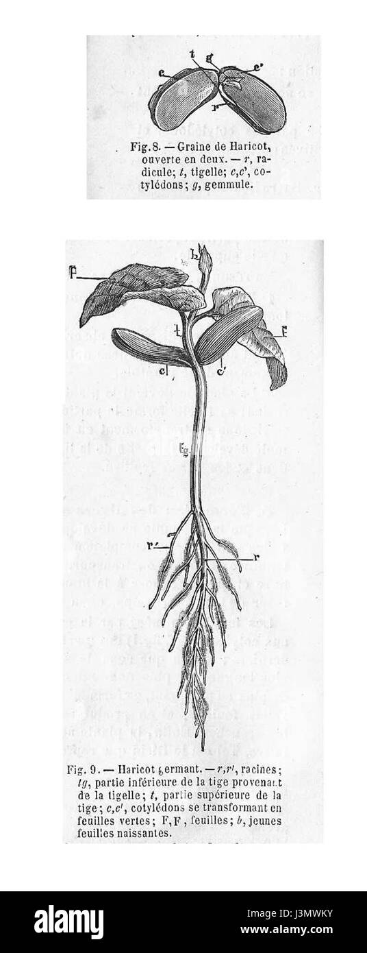 Keimung du Gartenbohnen Stockfoto