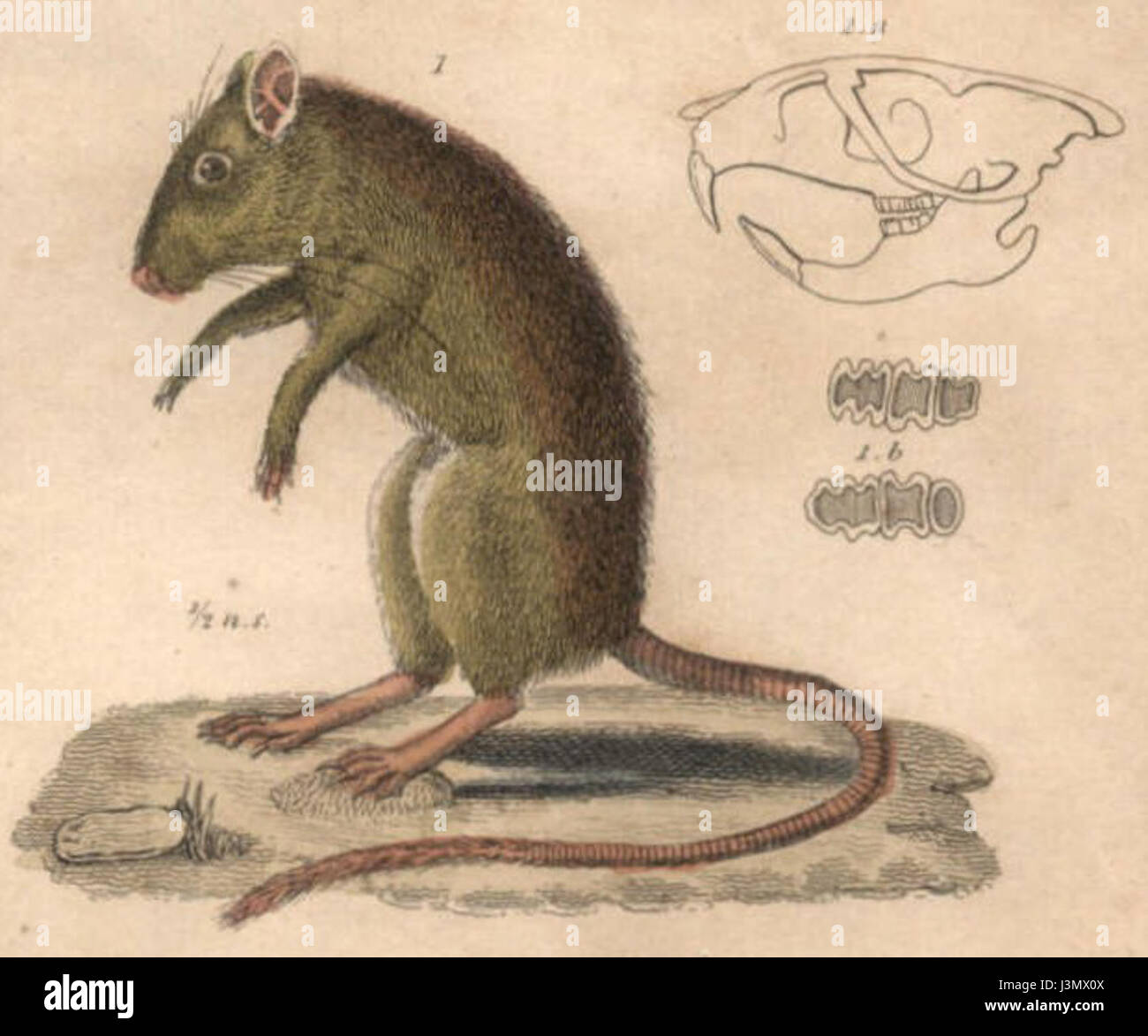 Gerbillus pyramidum Fotos und Bildmaterial in hoher Auflösung Alamy