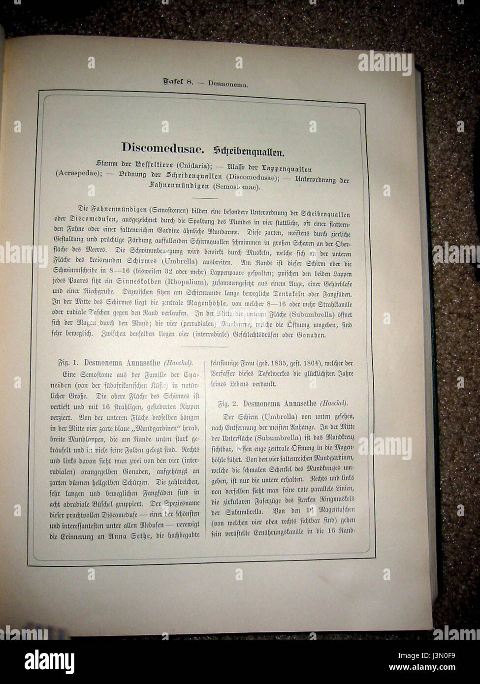 Dieser Titel bezieht sich auf Haeckels Werk „Discomedusae“, insbesondere auf den achten Teil, der sich mit der Erforschung und künstlerischen Darstellung von Quallenarten befasst. Stockfoto