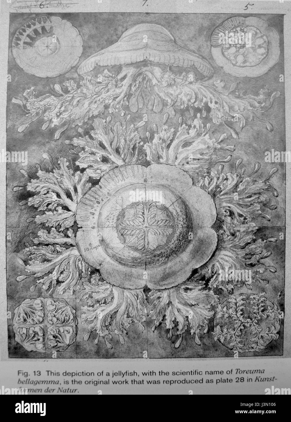 Haeckel Discomedusae 28 Originalwerk Stockfoto