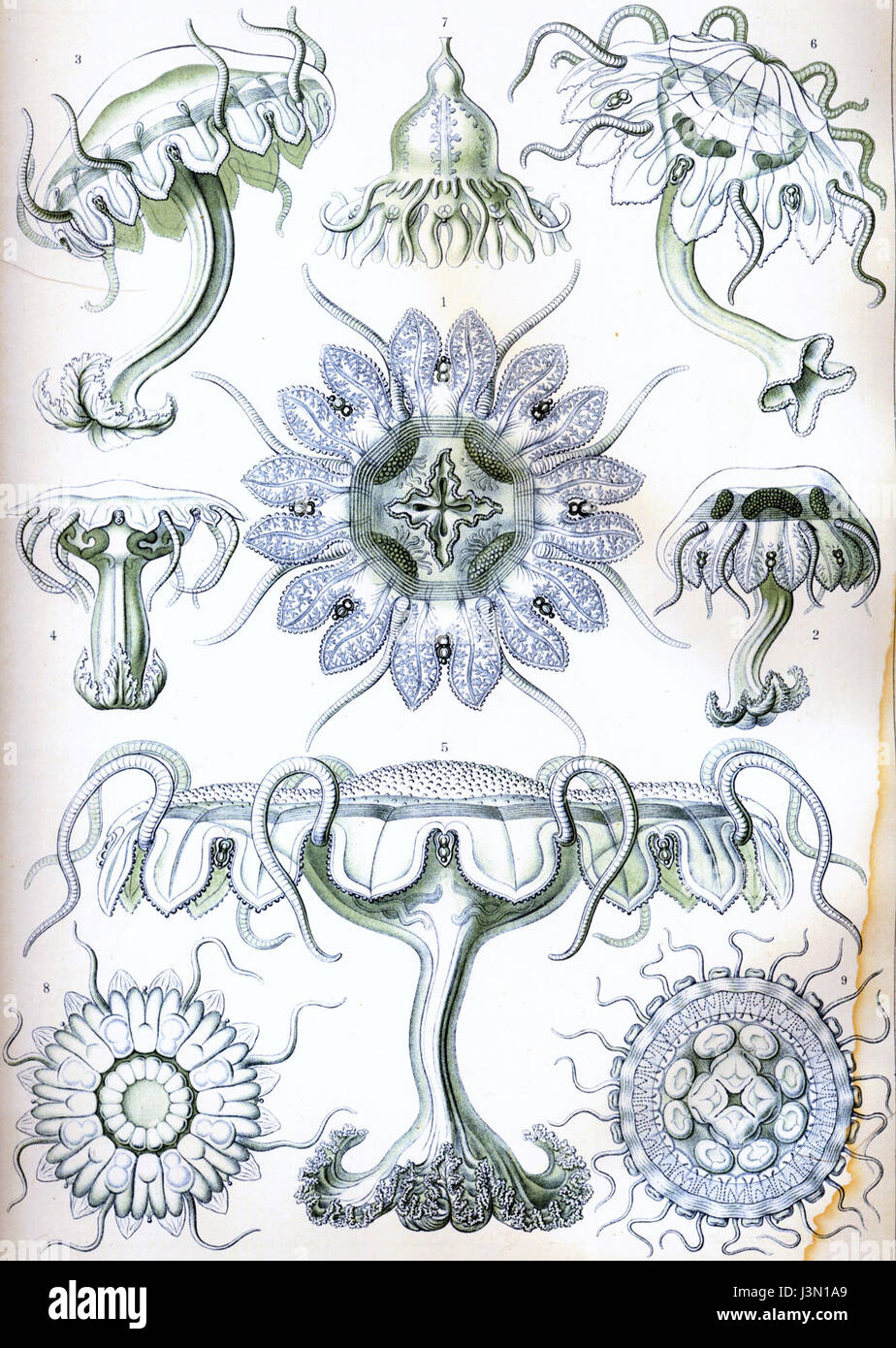 Haeckel Discomedusae 18 Stockfoto