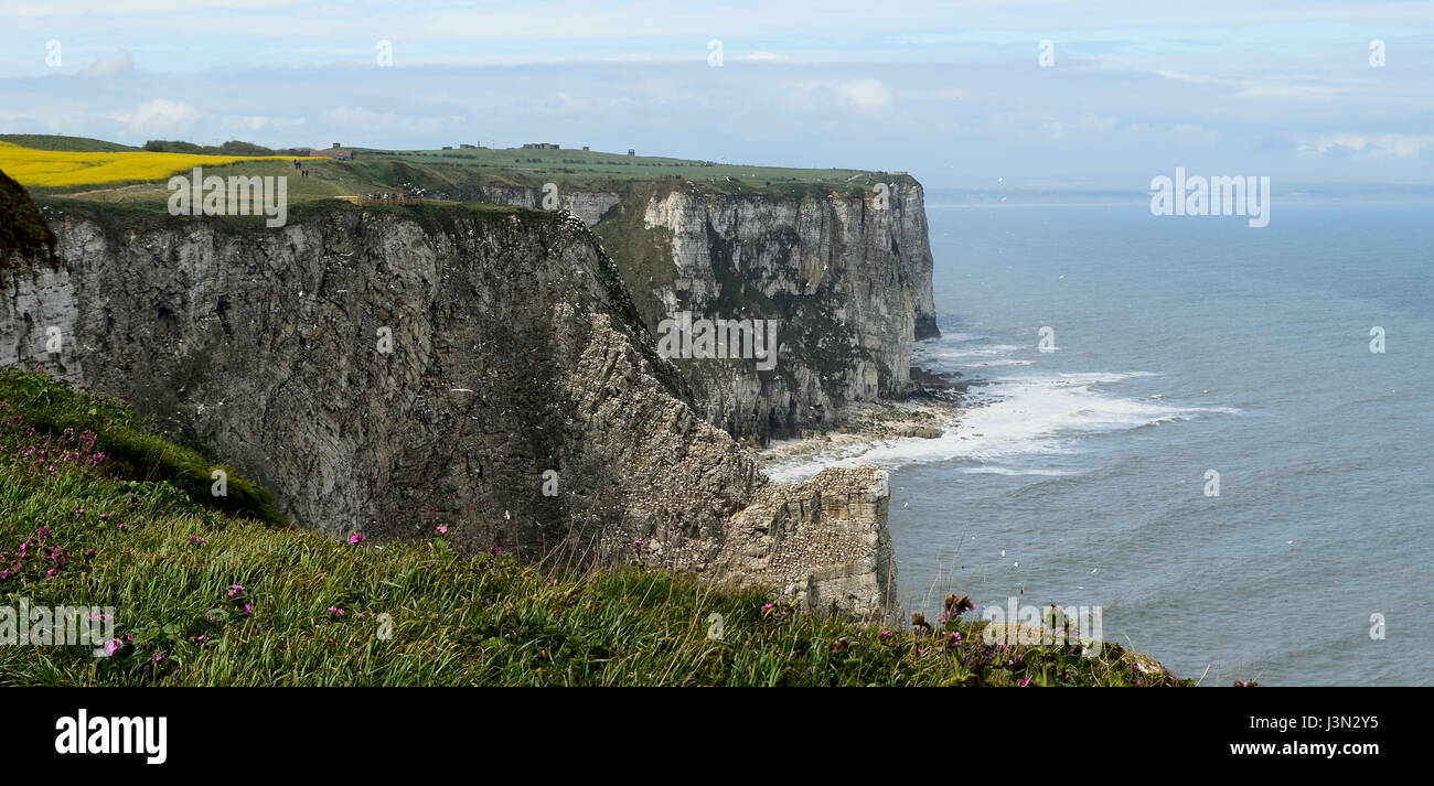 Bempton Klippen Stockfoto